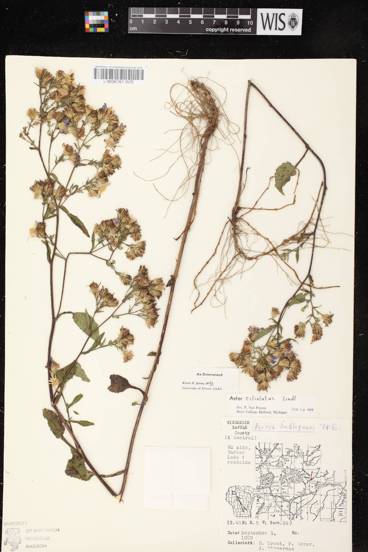 Symphyotrichum ciliolatum image