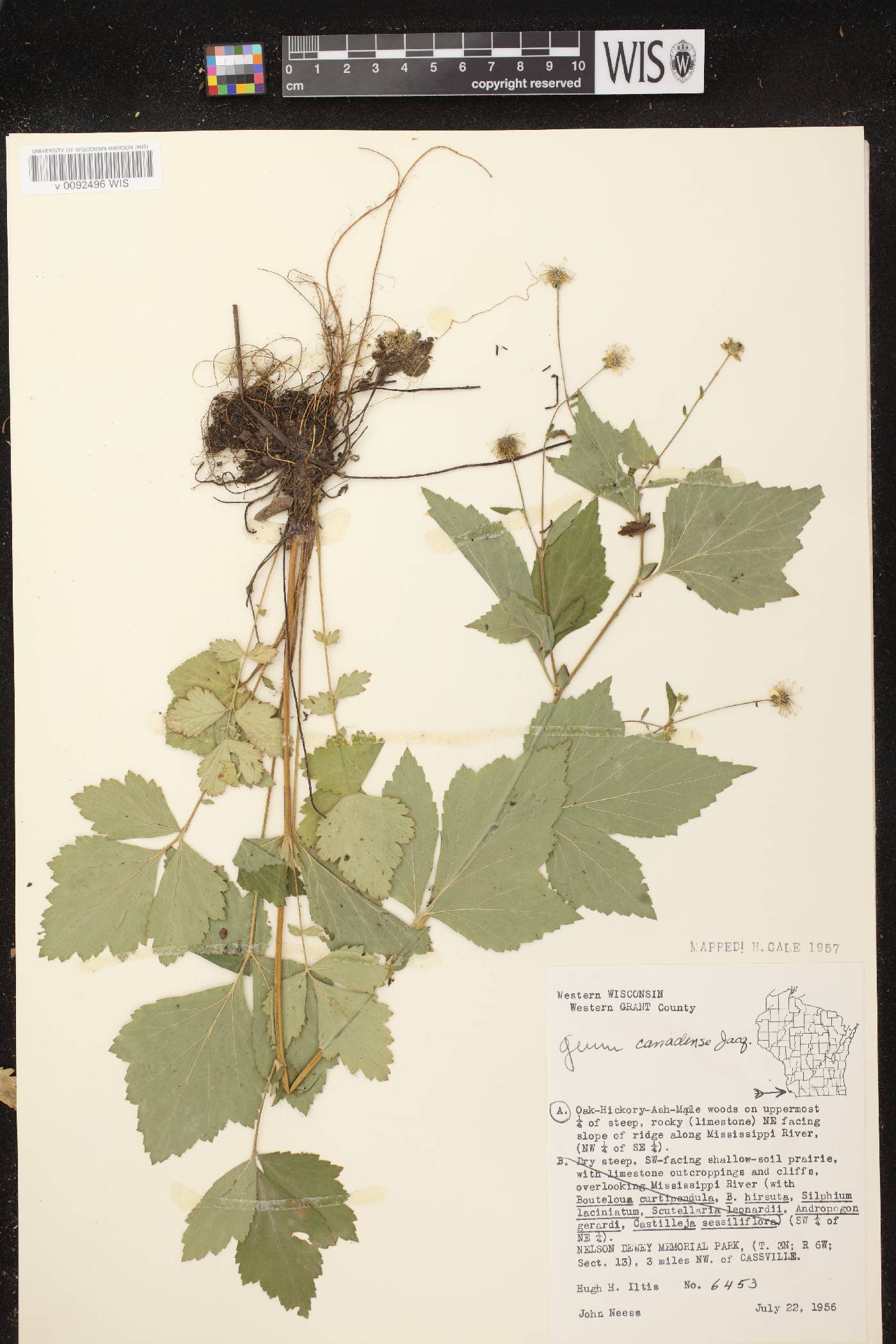 Geum canadense image