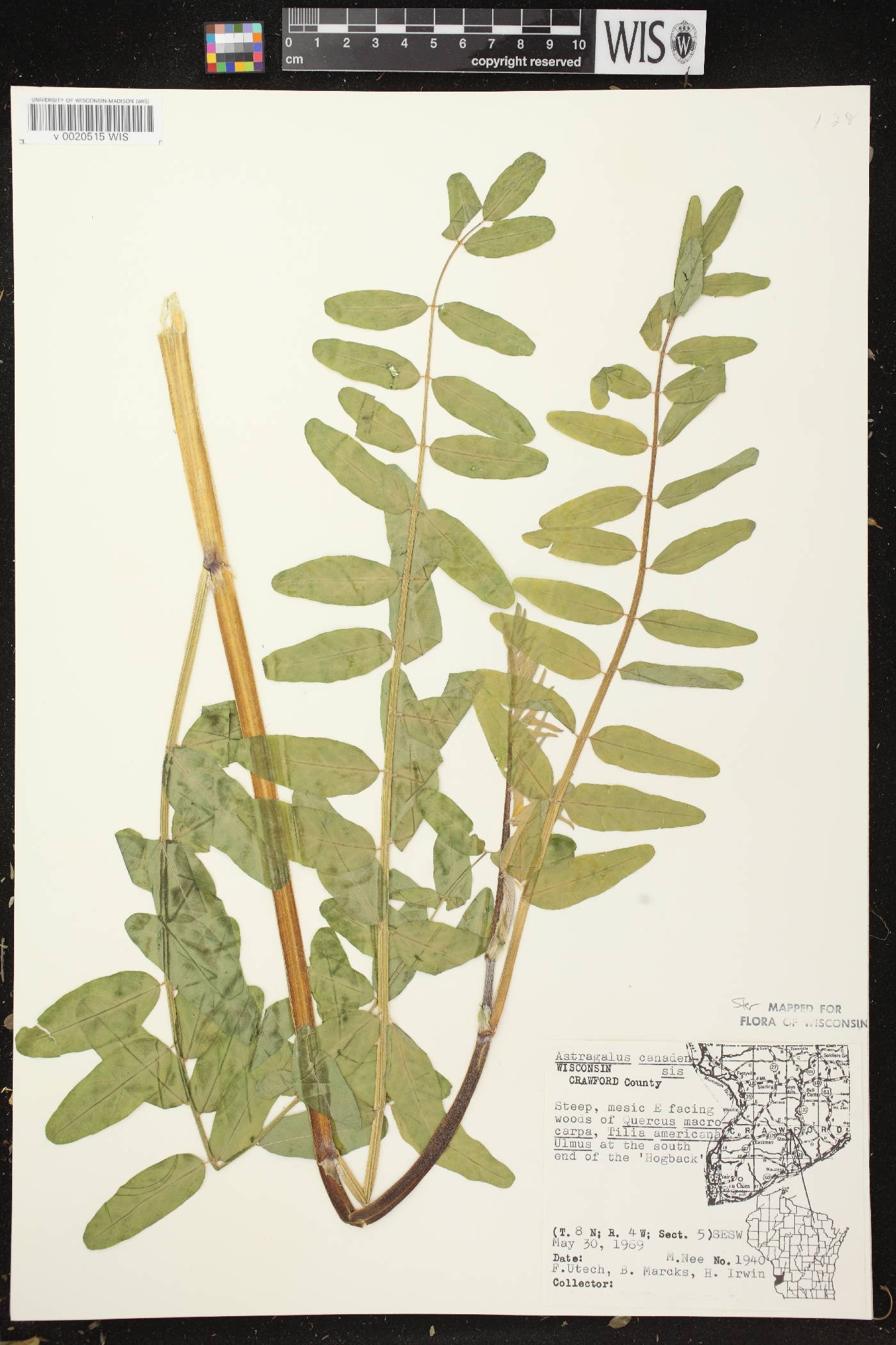 Astragalus canadensis var. canadensis image