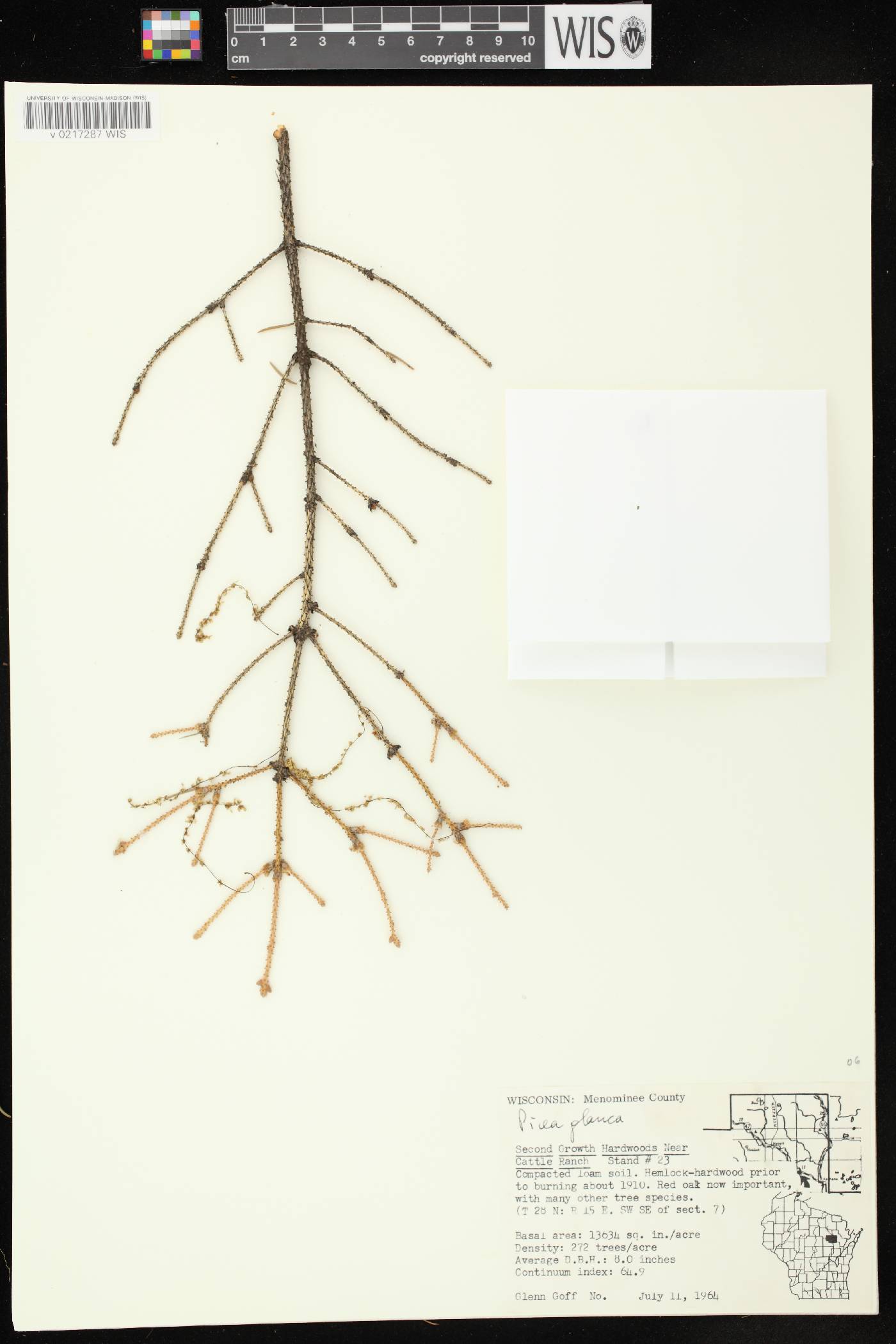 Picea glauca image