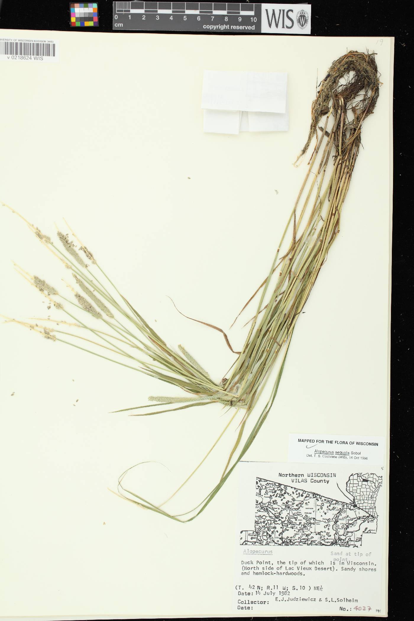Alopecurus aequalis image