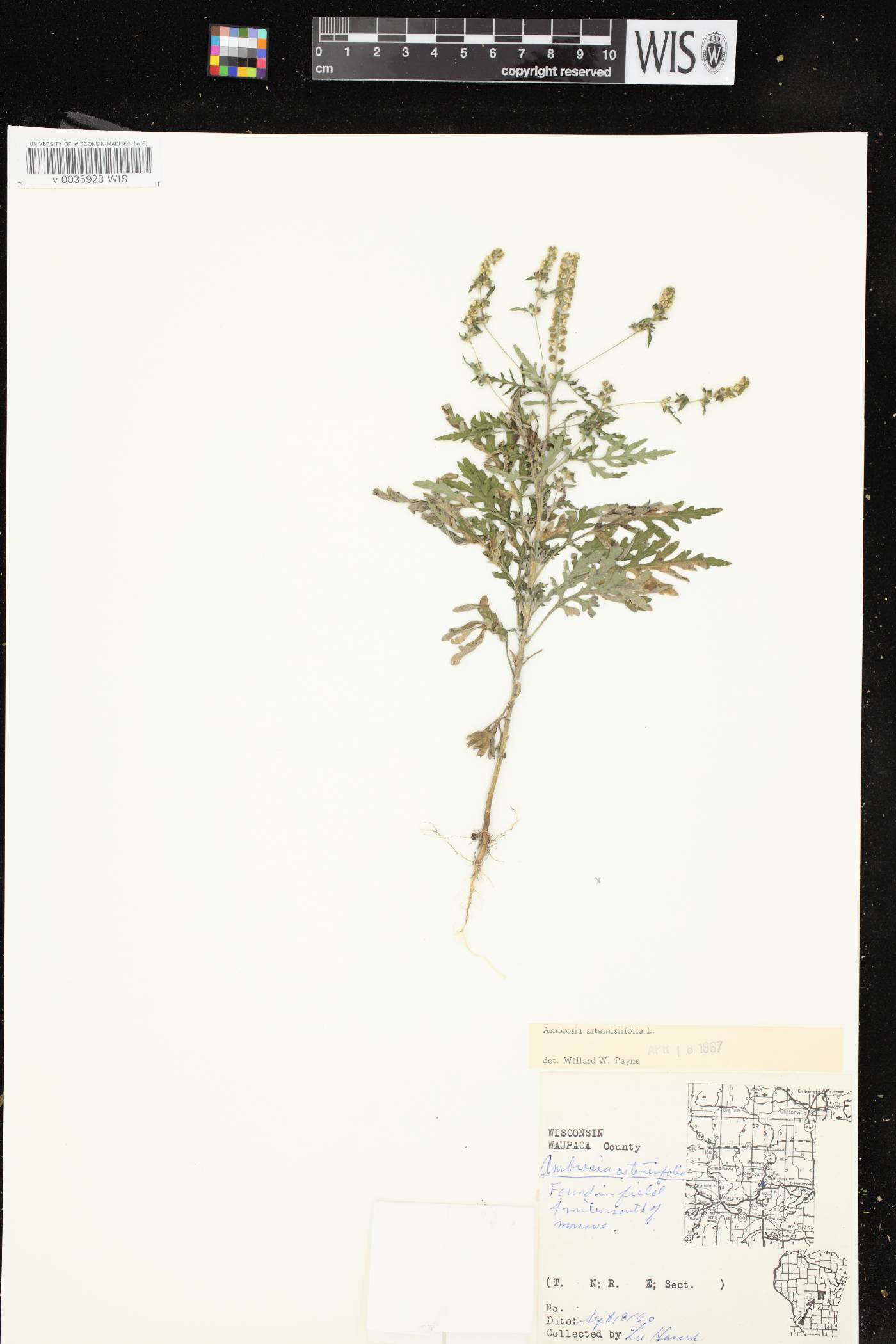 Ambrosia artemisiifolia image