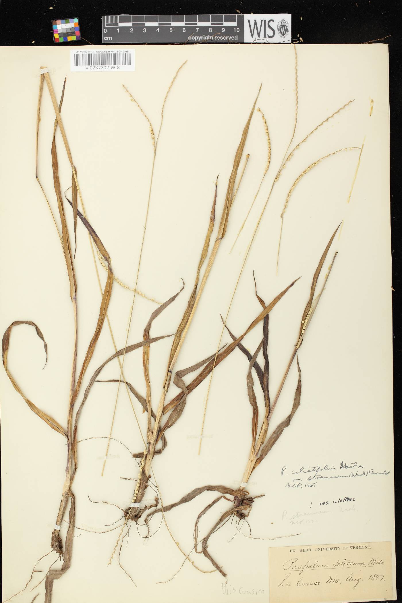 Paspalum setaceum var. stramineum image
