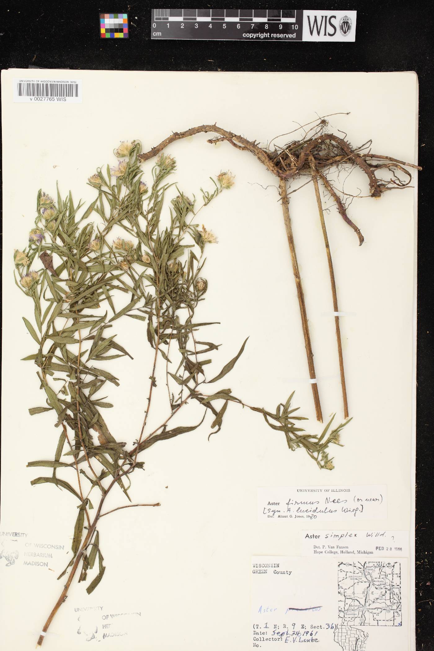 Symphyotrichum firmum image