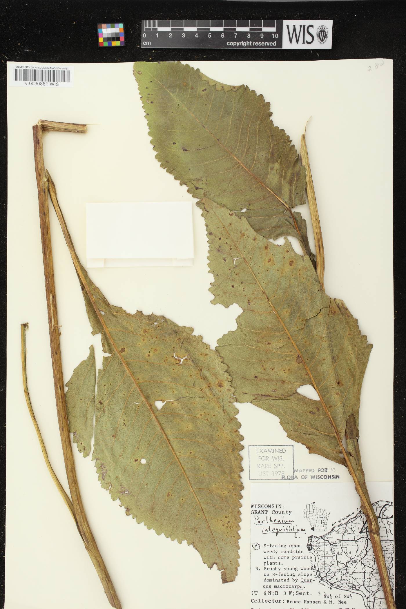 Parthenium integrifolium image