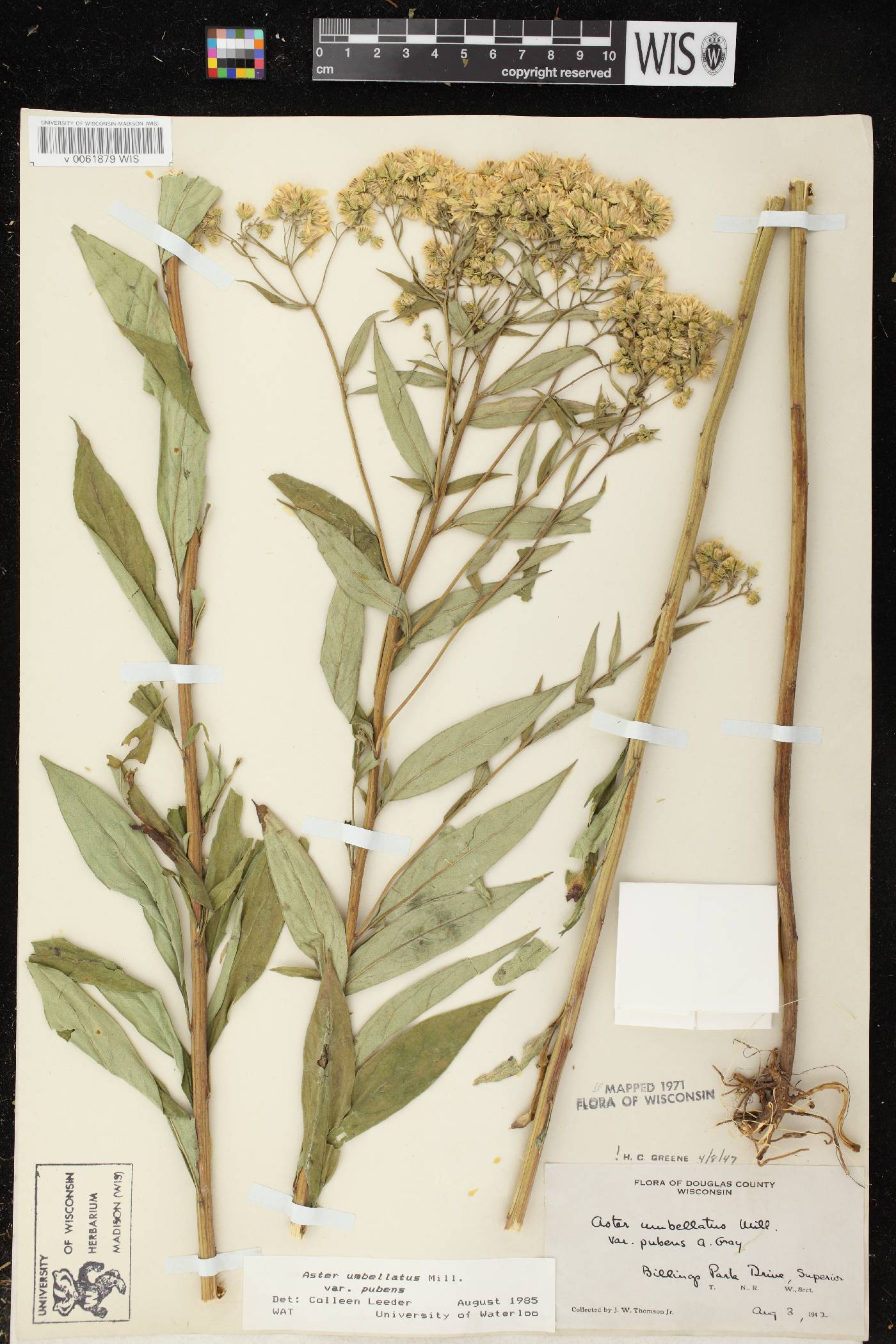 Doellingeria umbellata var. pubens image