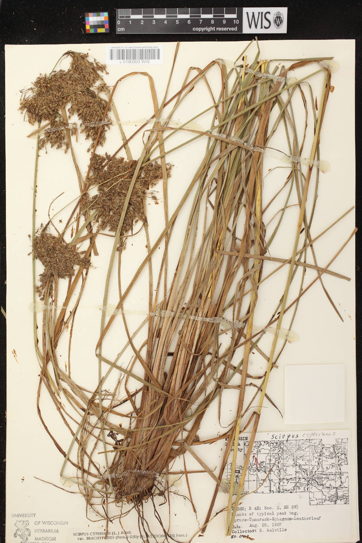 Scirpus atrocinctus image