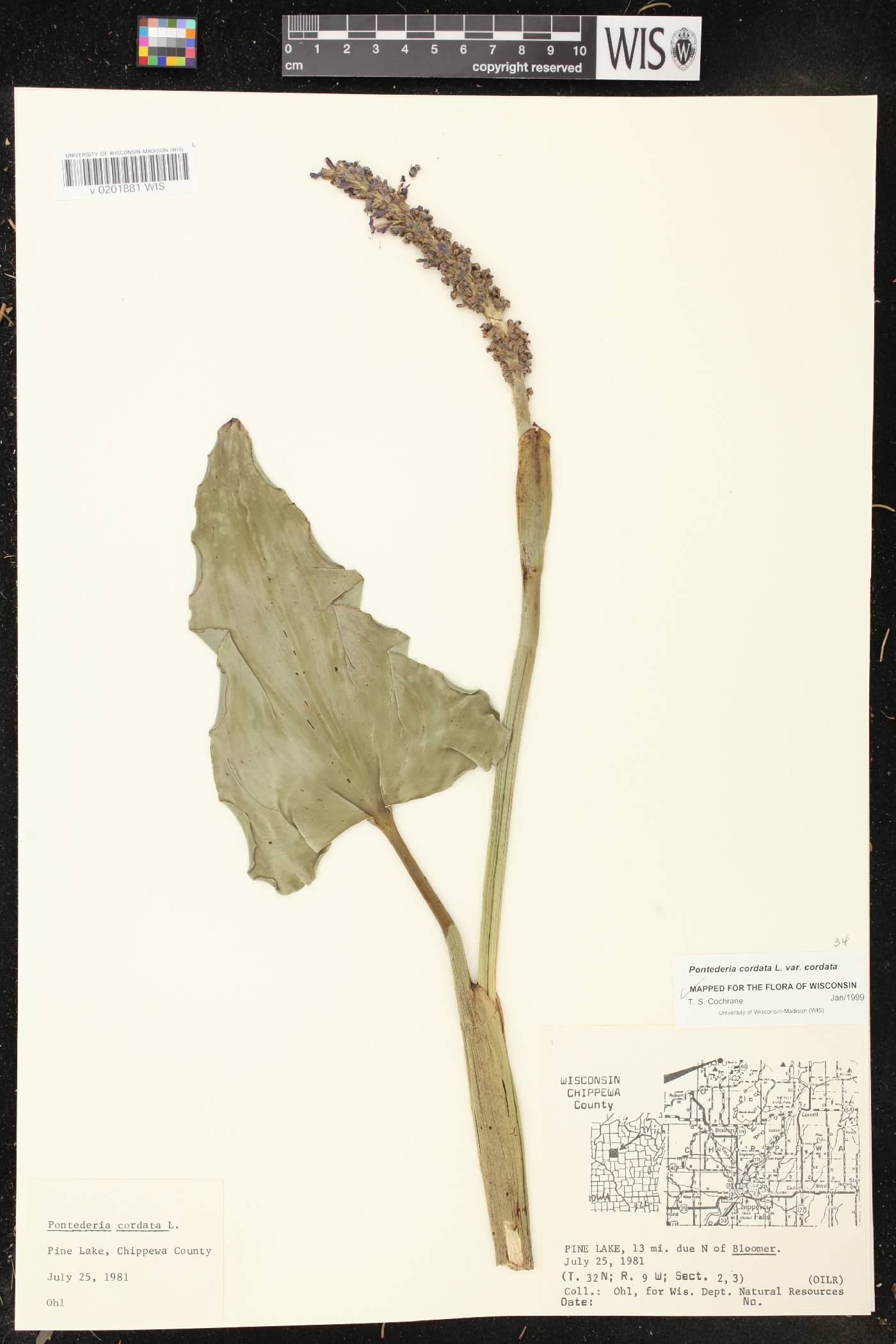 Pontederia cordata image