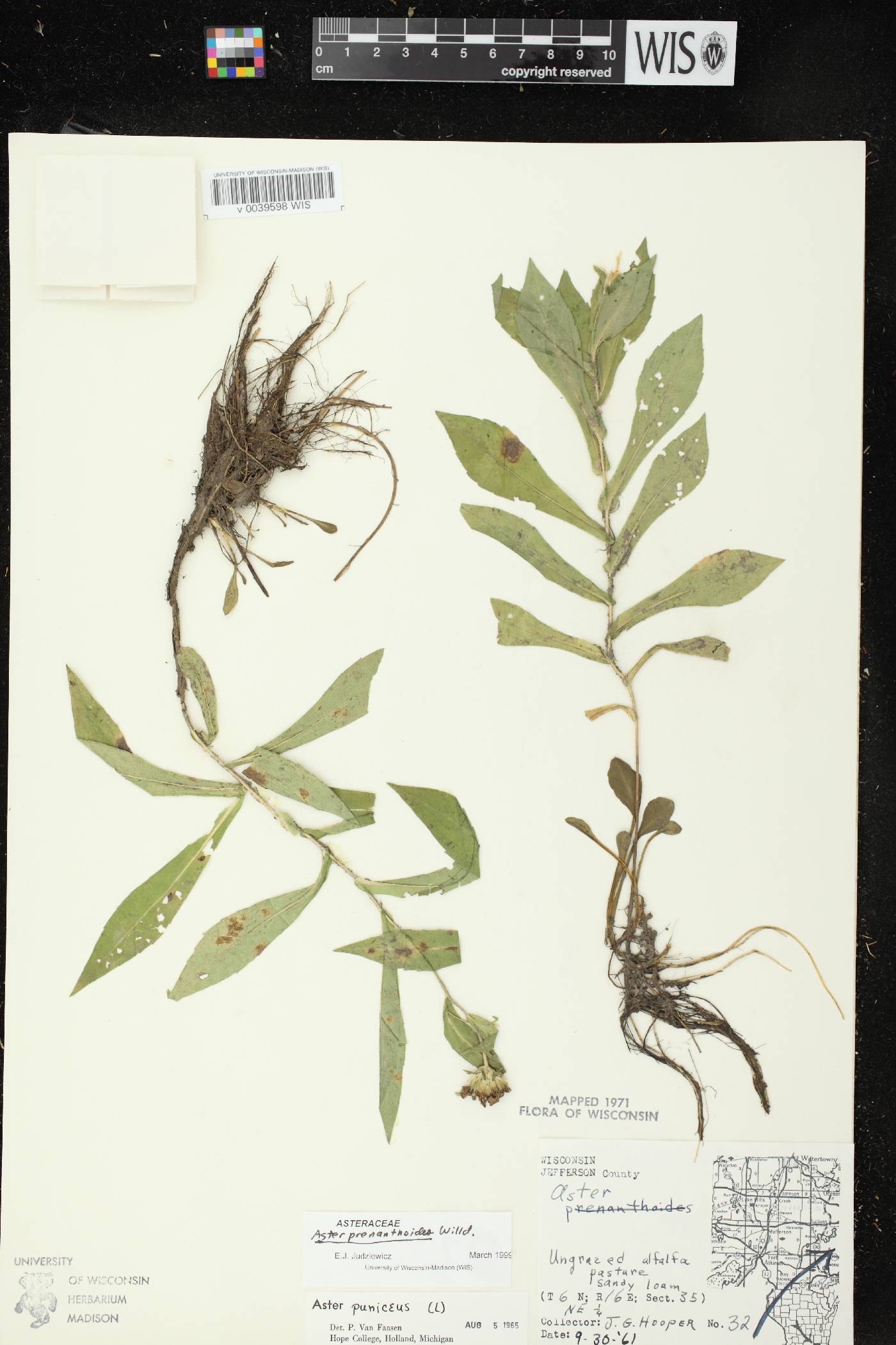 Symphyotrichum prenanthoides image