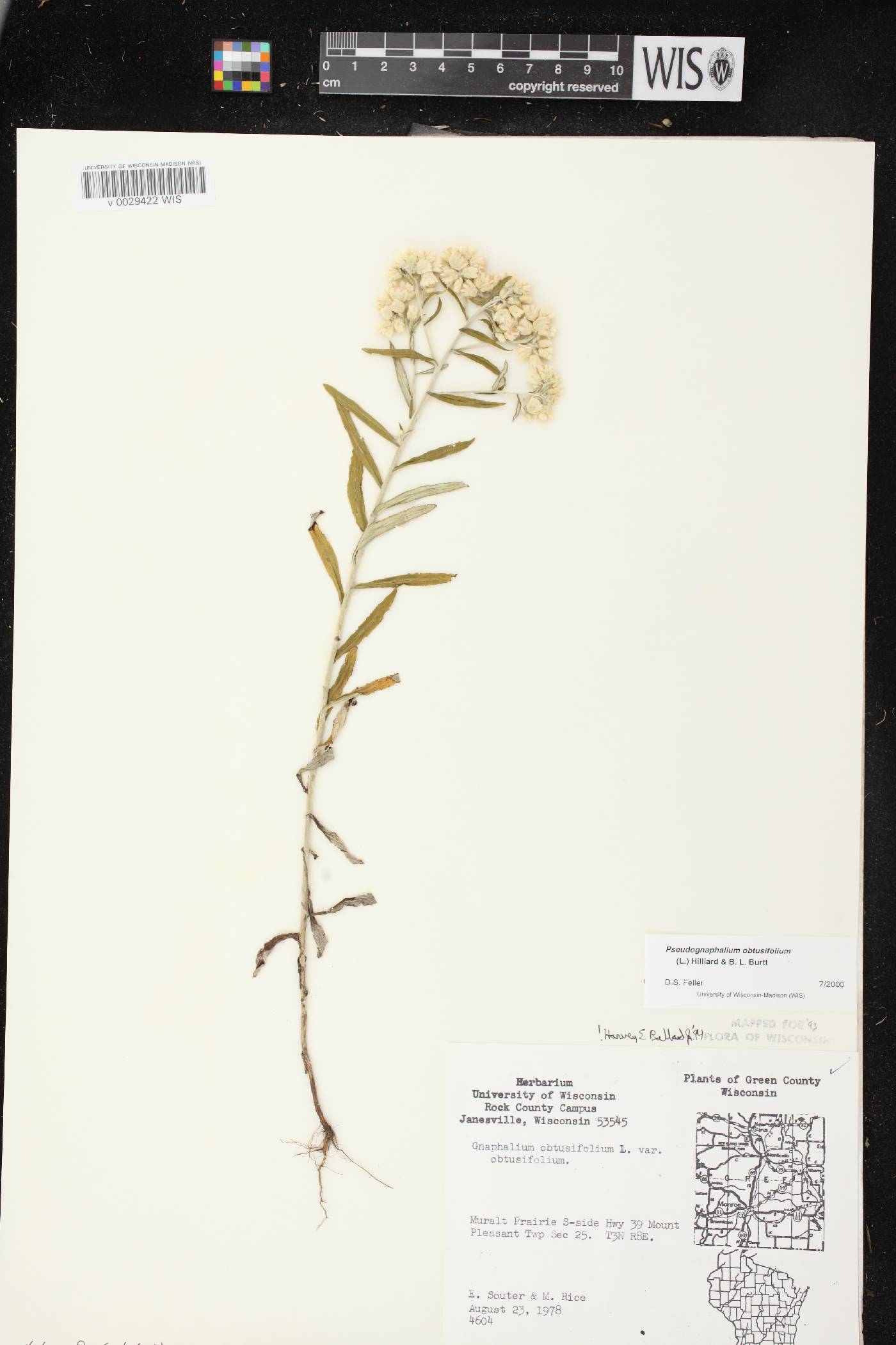 Pseudognaphalium obtusifolium image