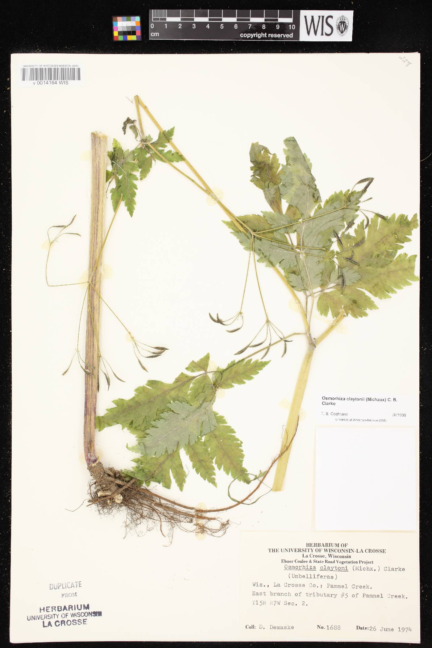 Osmorhiza claytonii image