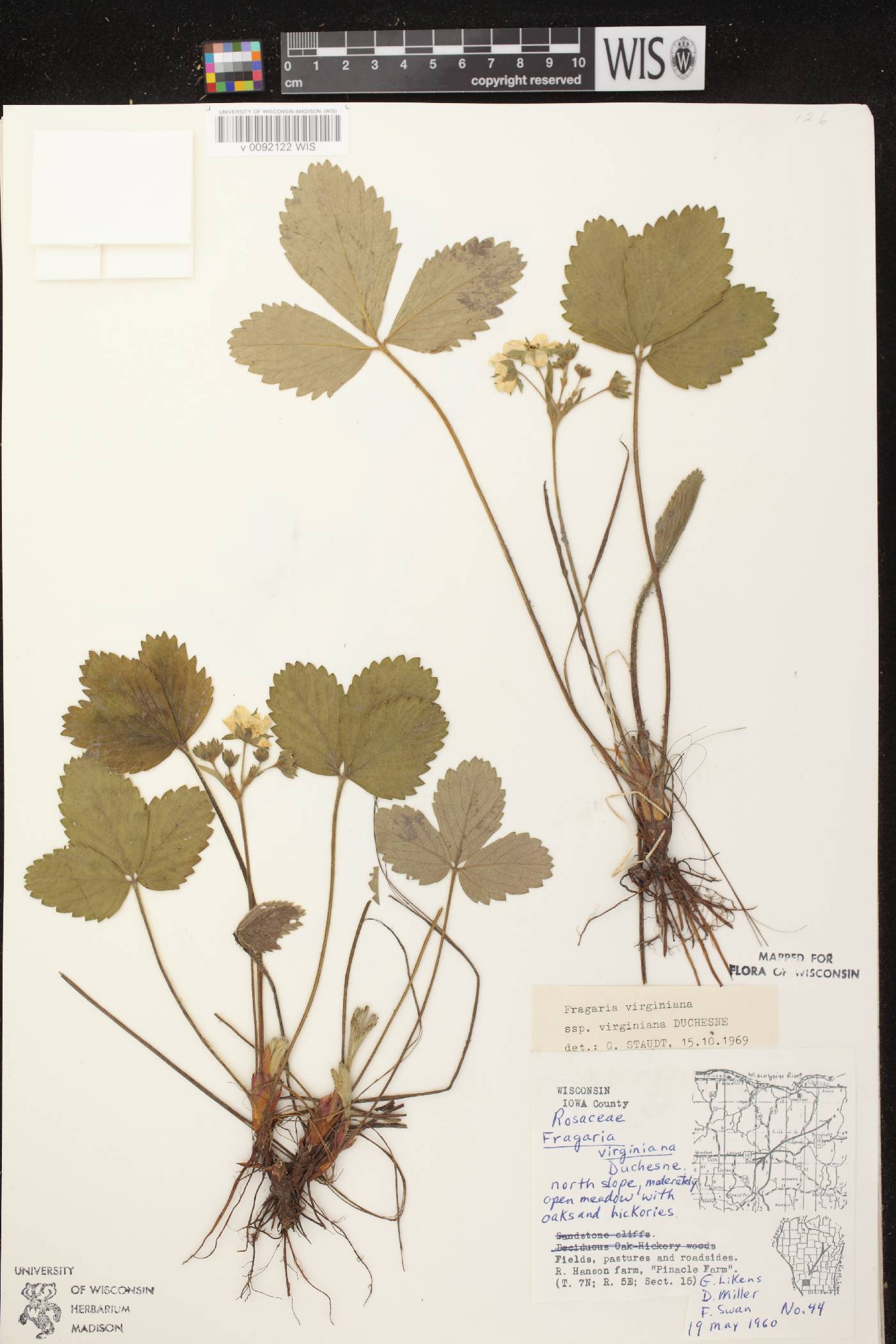 Fragaria virginiana image