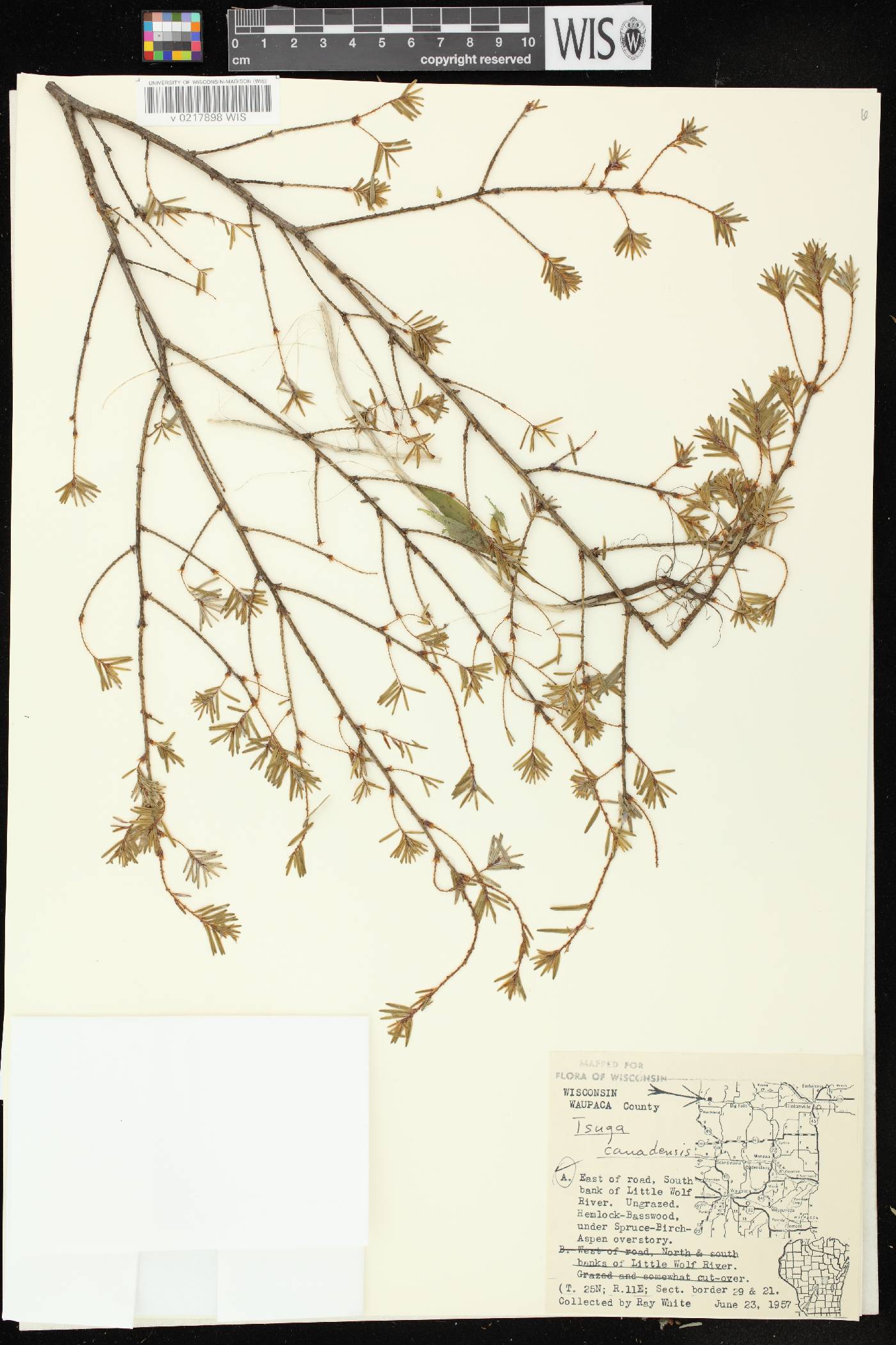 Tsuga canadensis image