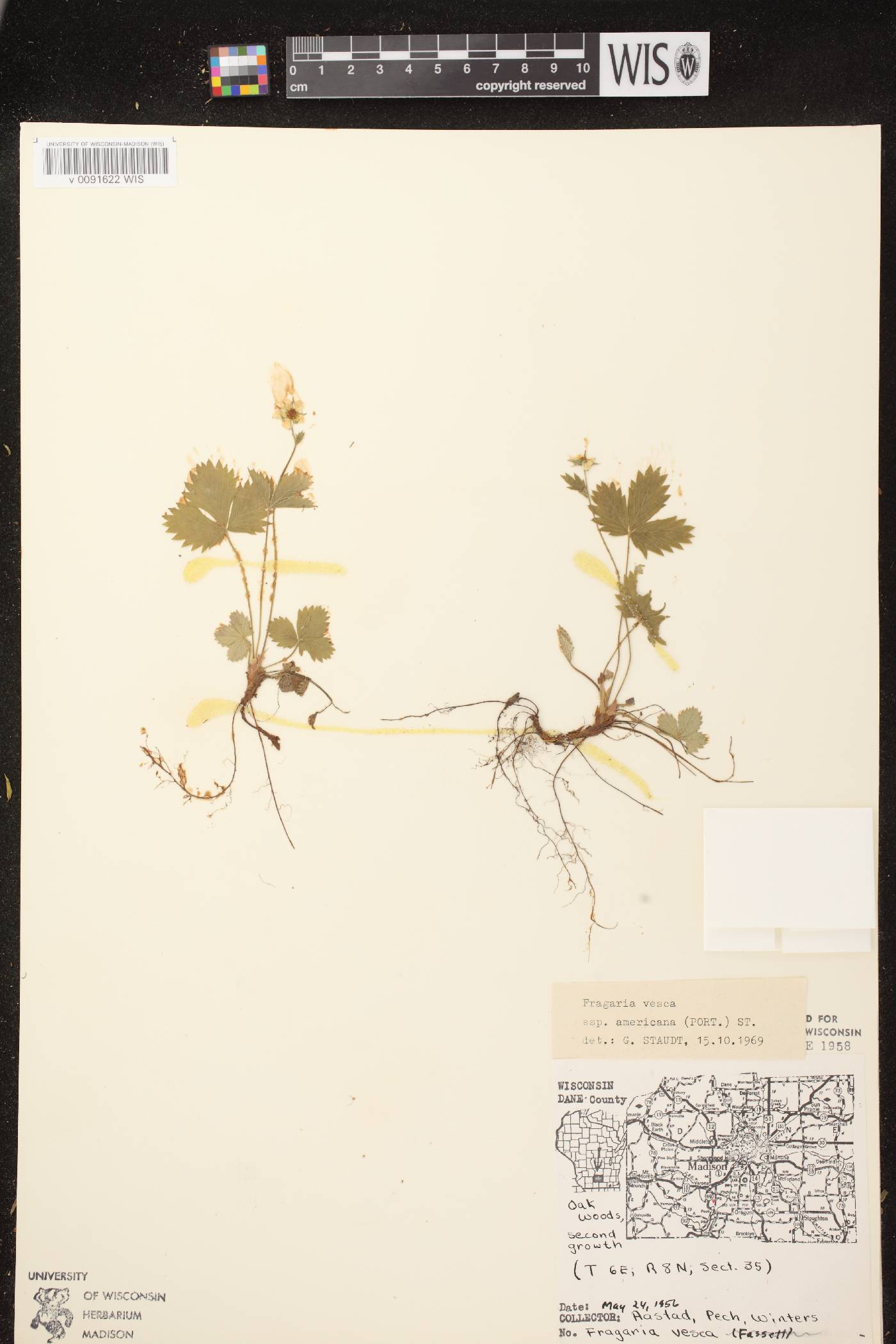 Fragaria vesca image