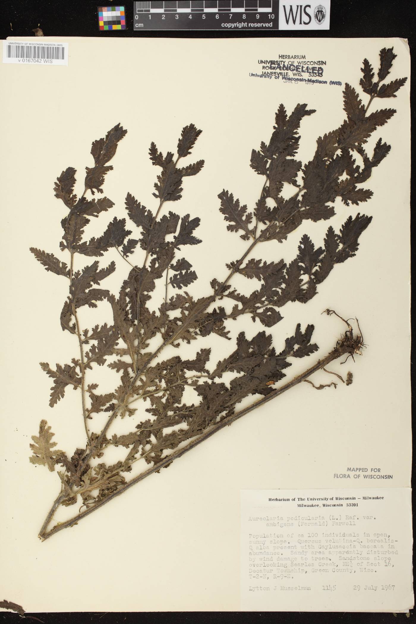 Aureolaria pedicularia image