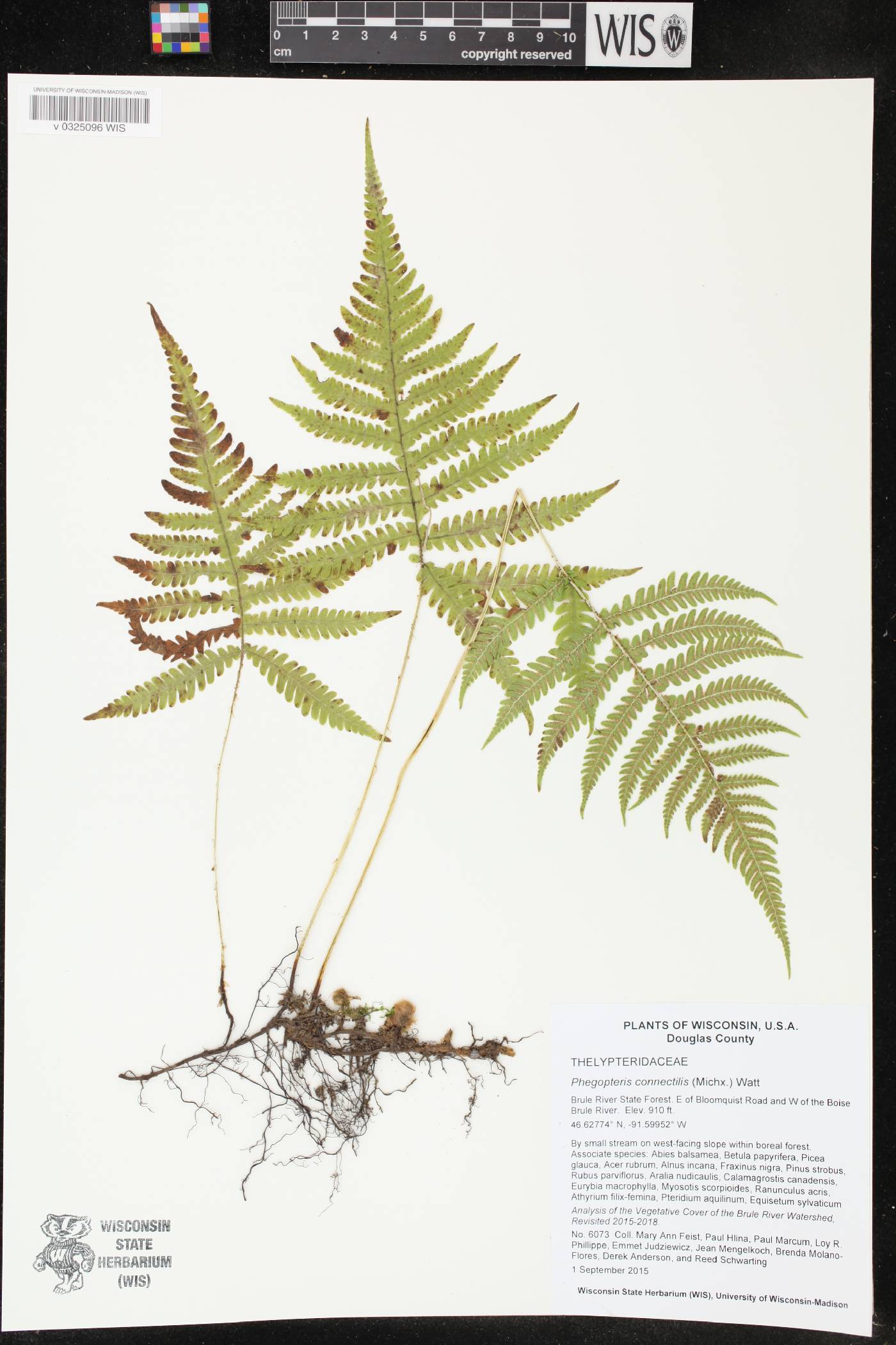 Phegopteris connectilis image