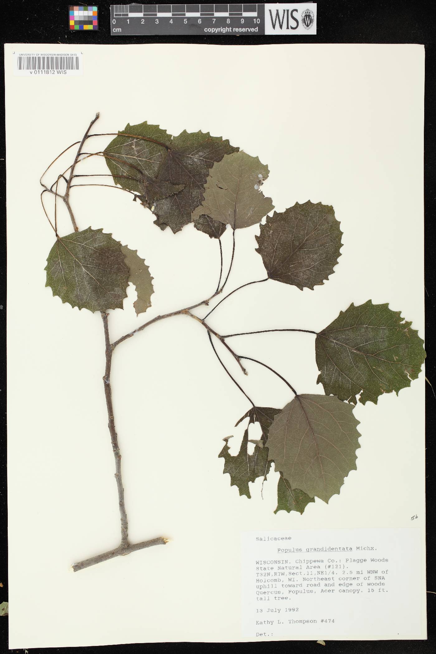 Populus grandidentata image