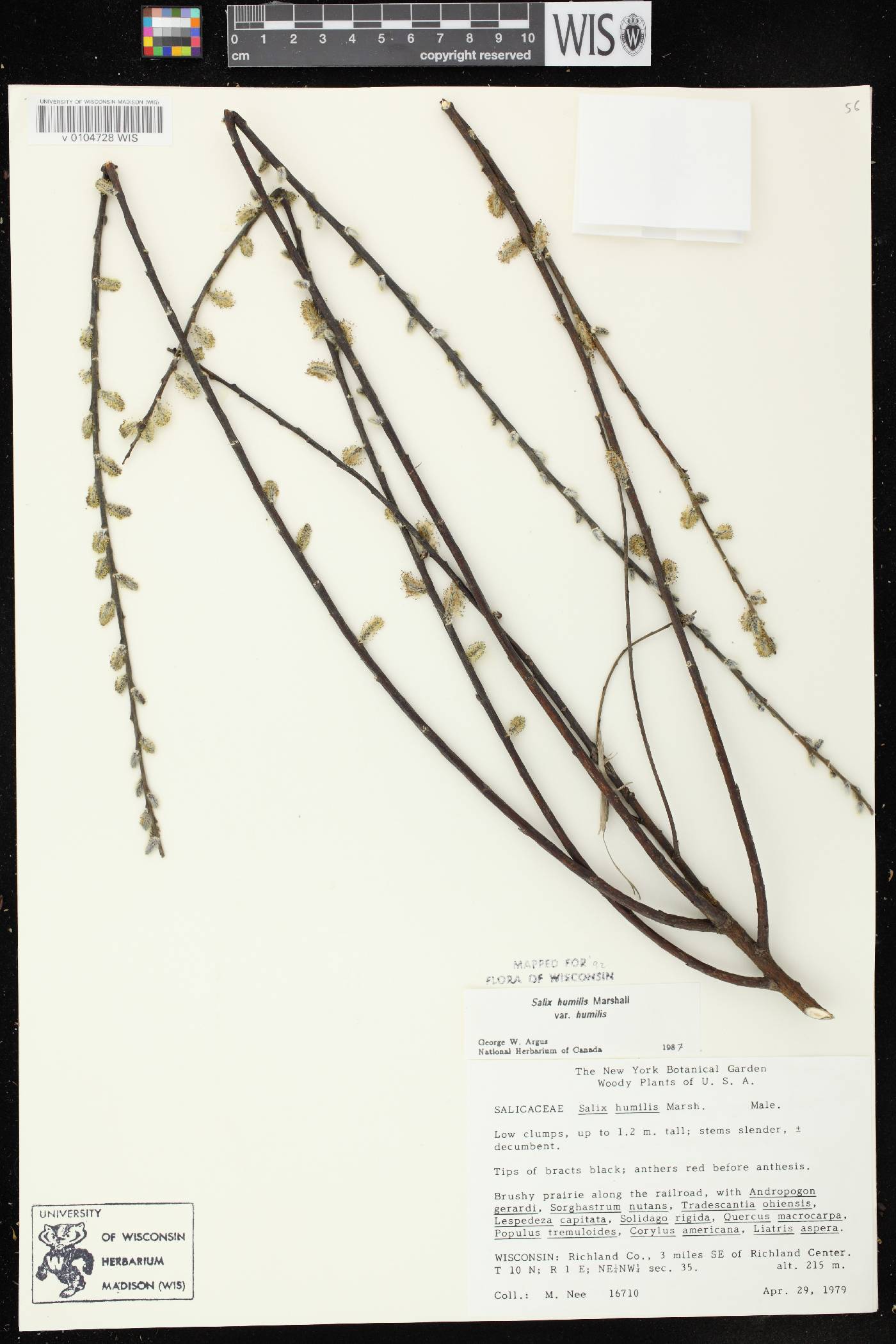 Salix humilis var. humilis image