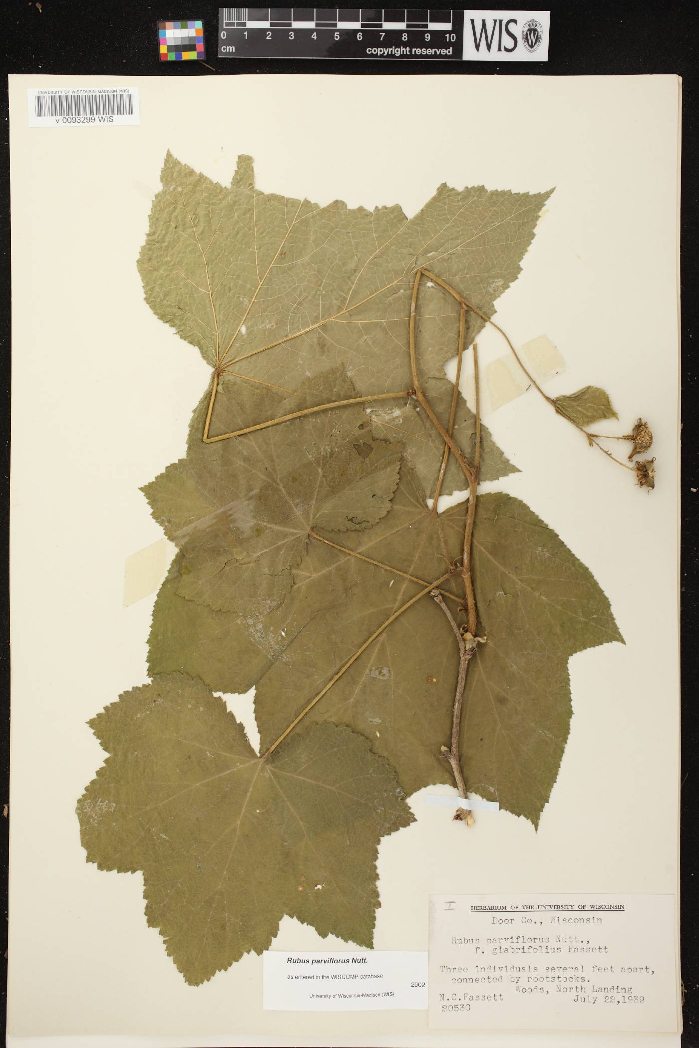 Rubus parviflorus image