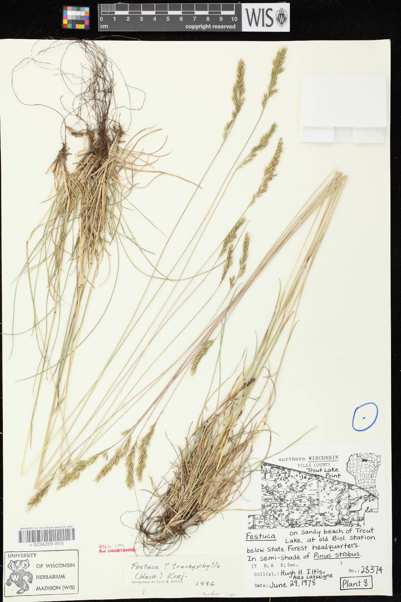 Festuca trachyphylla image