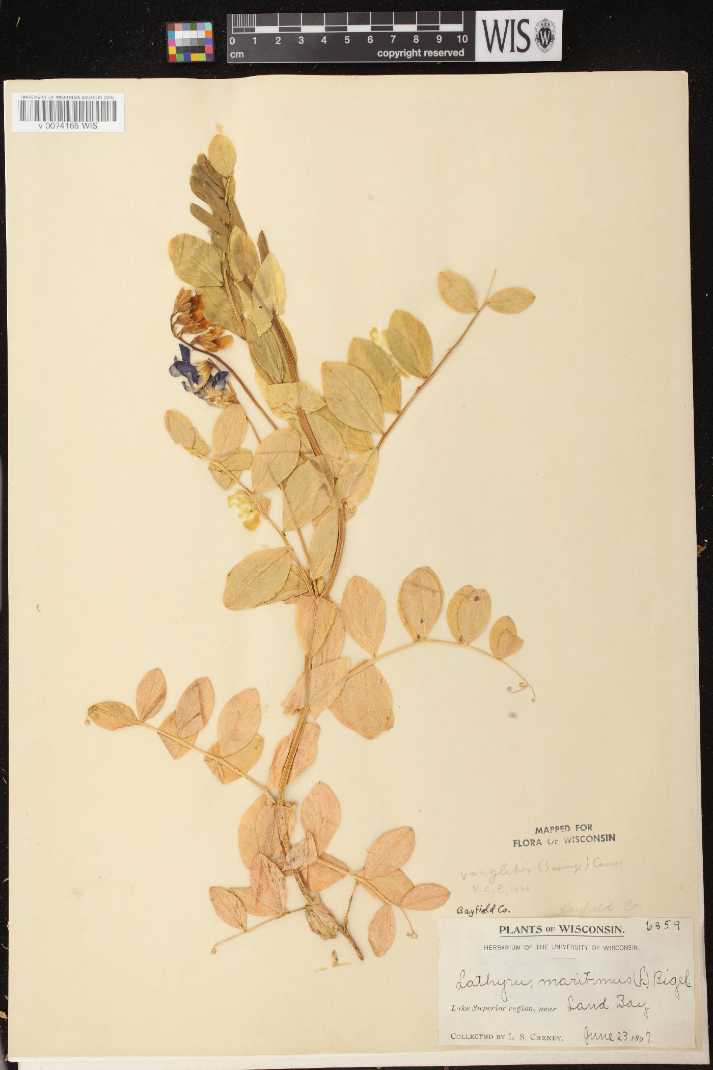 Lathyrus japonicus image