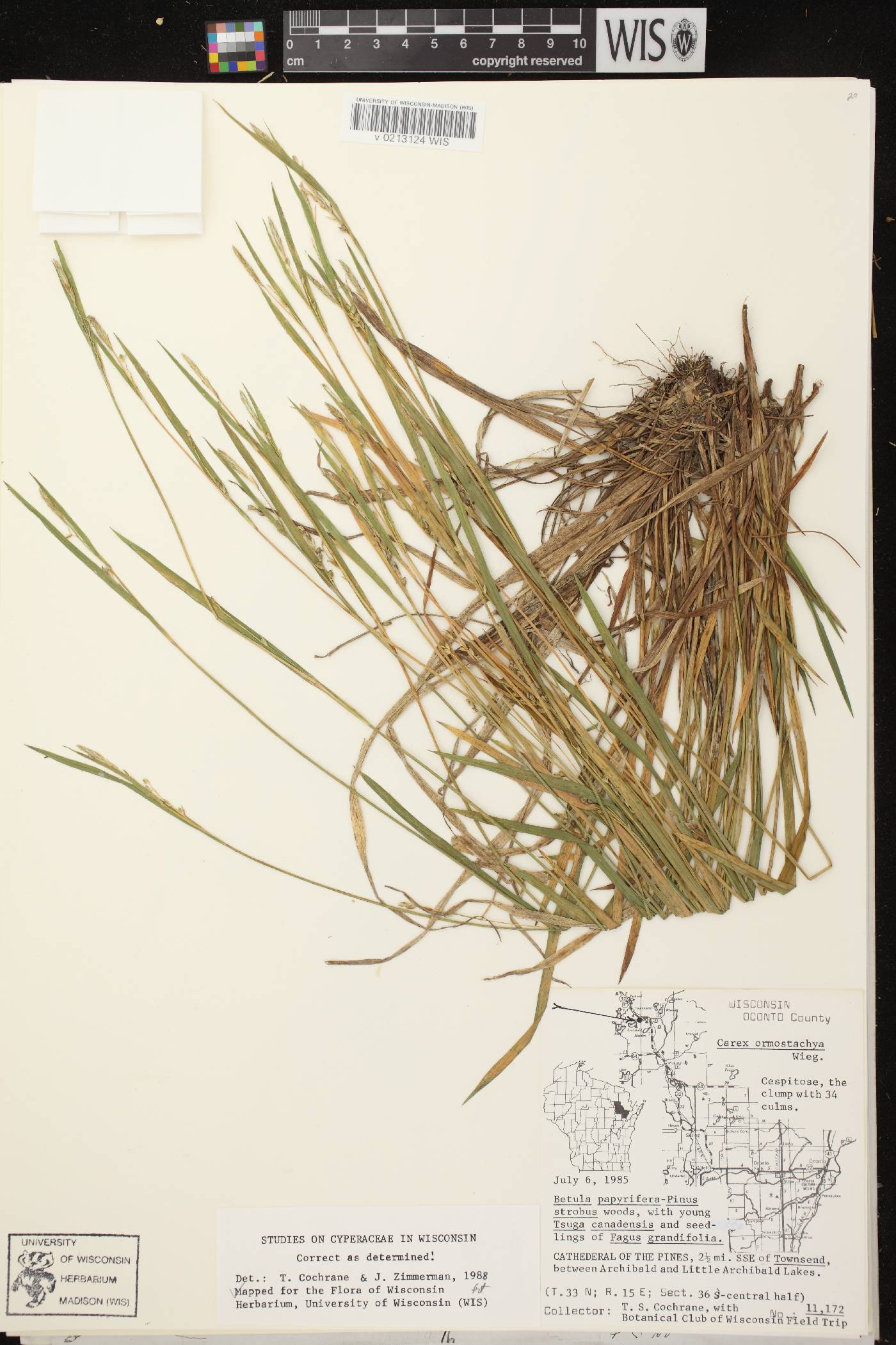 Carex ormostachya image