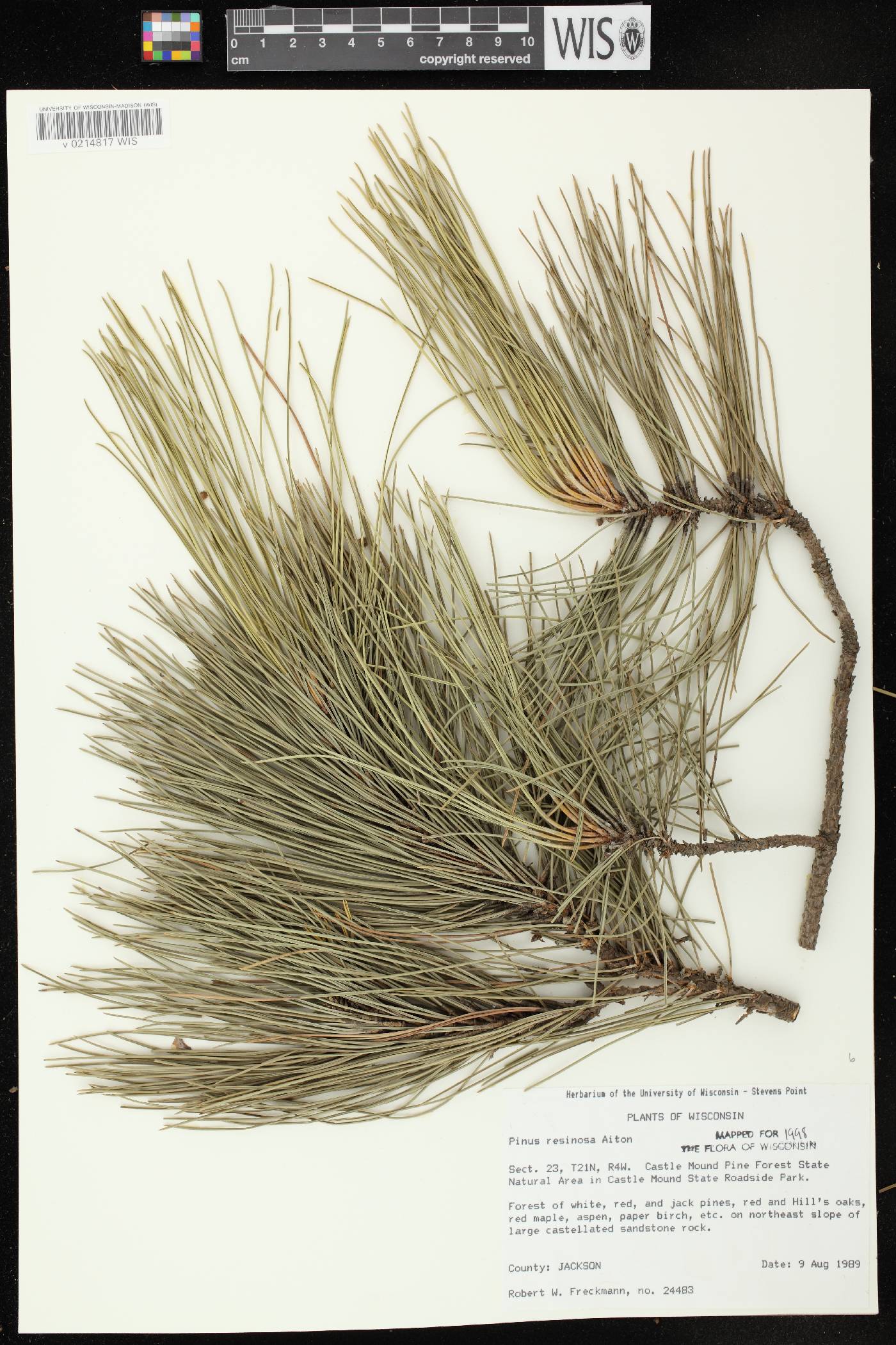 Pinus resinosa image