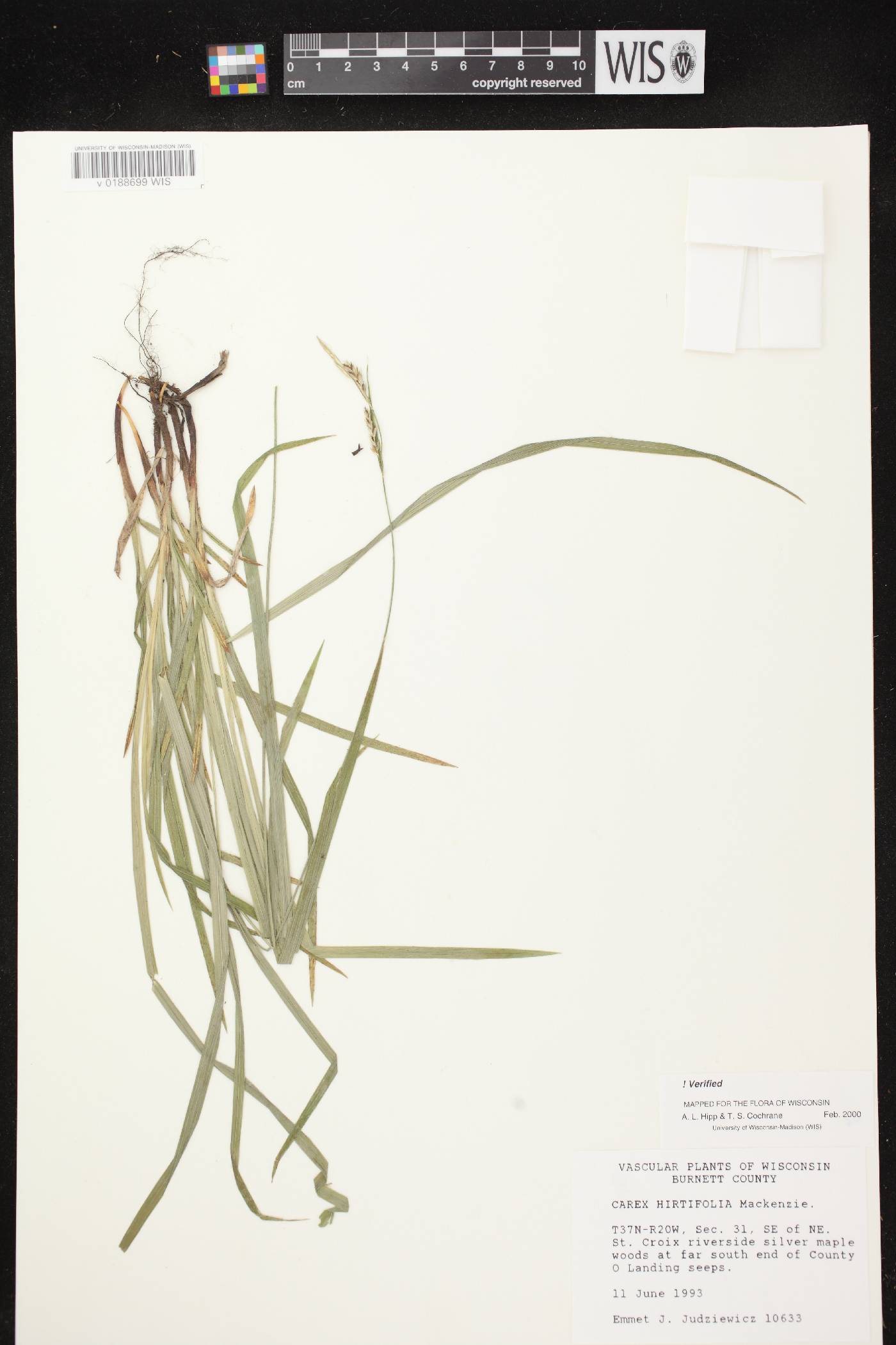 Carex hirtifolia image