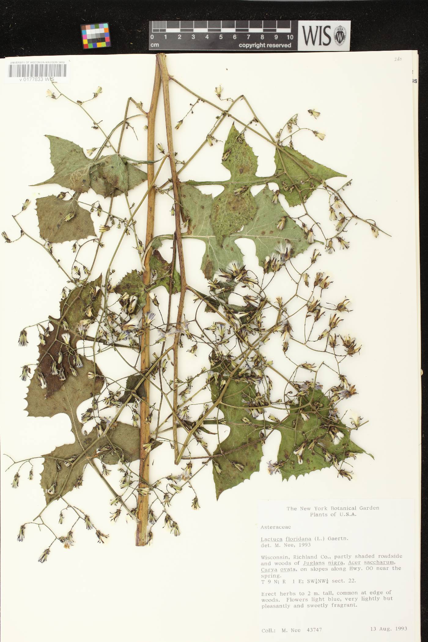 Lactuca floridana image