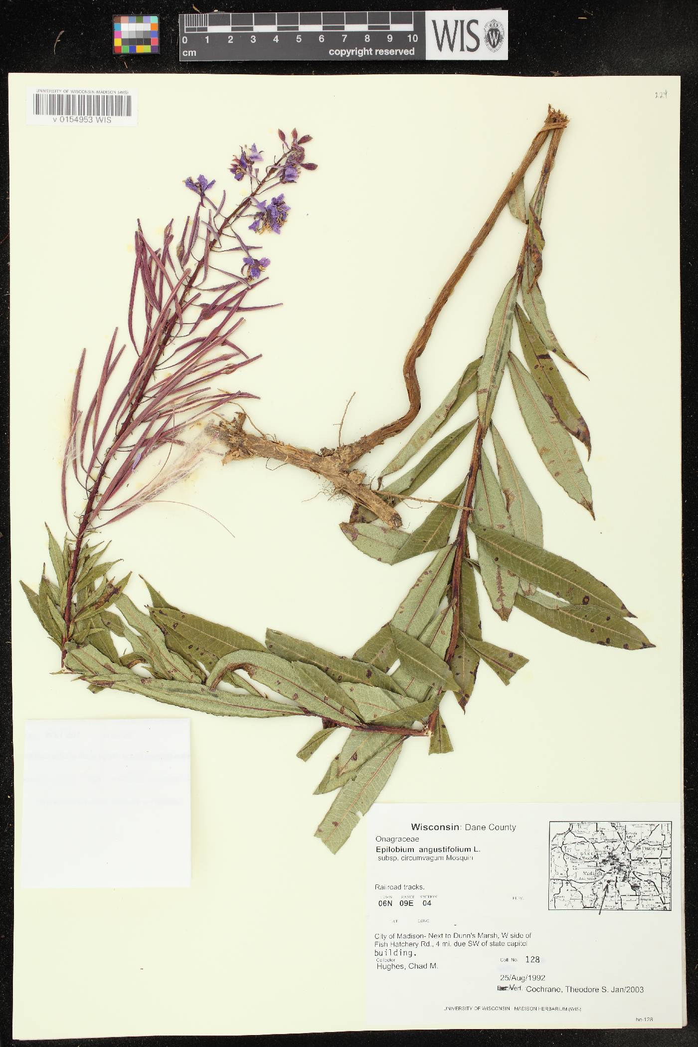 Chamerion angustifolium subsp. circumvagum image