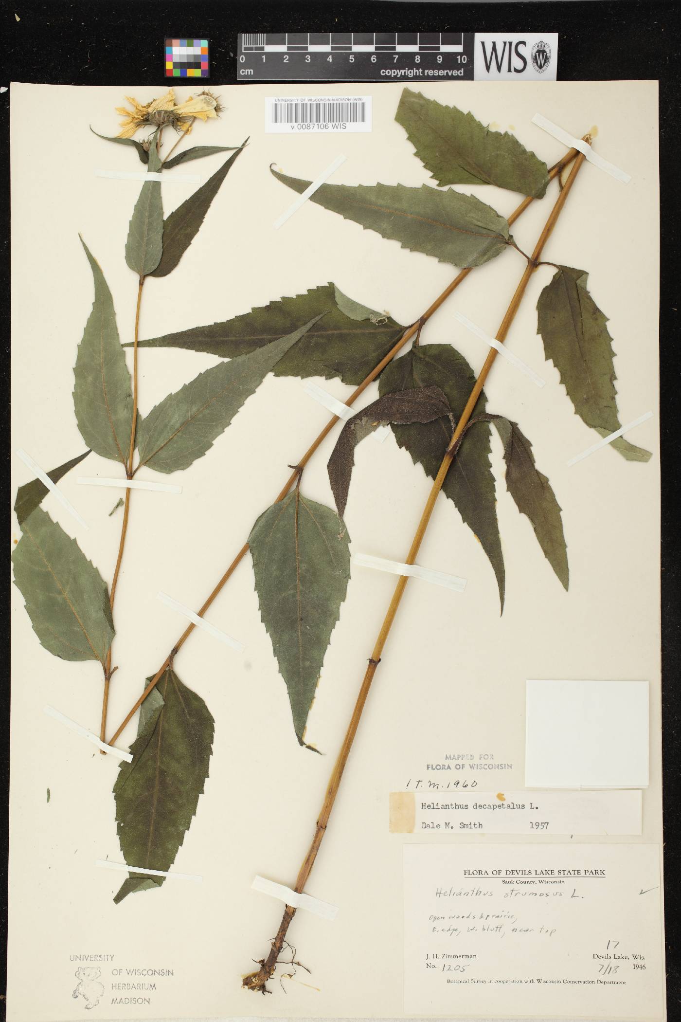 Helianthus decapetalus image