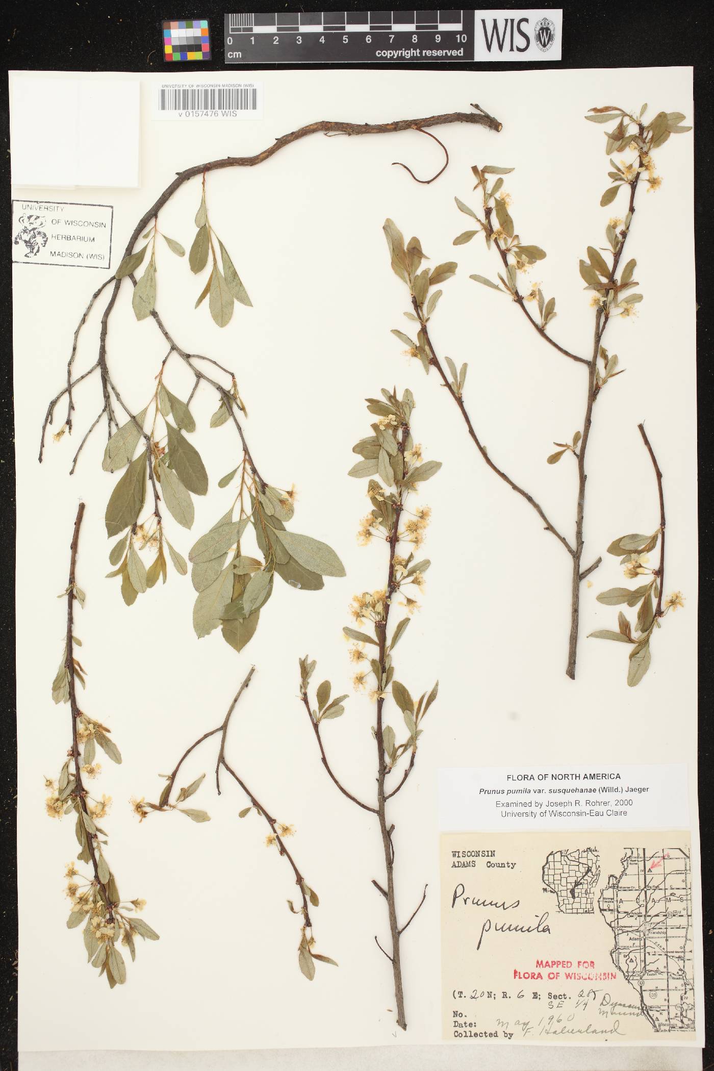 Prunus pumila image