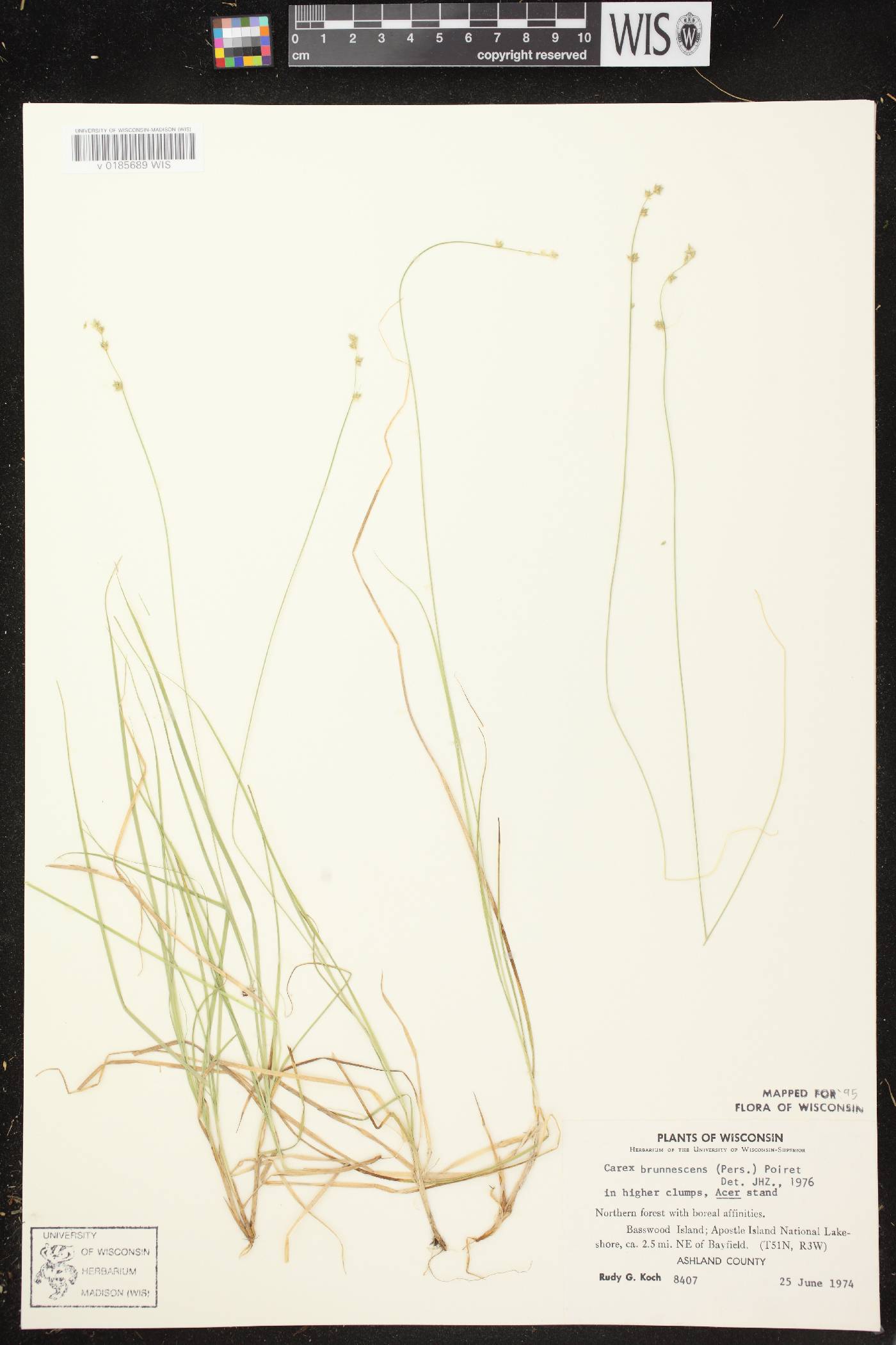 Carex brunnescens subsp. sphaerostachya image