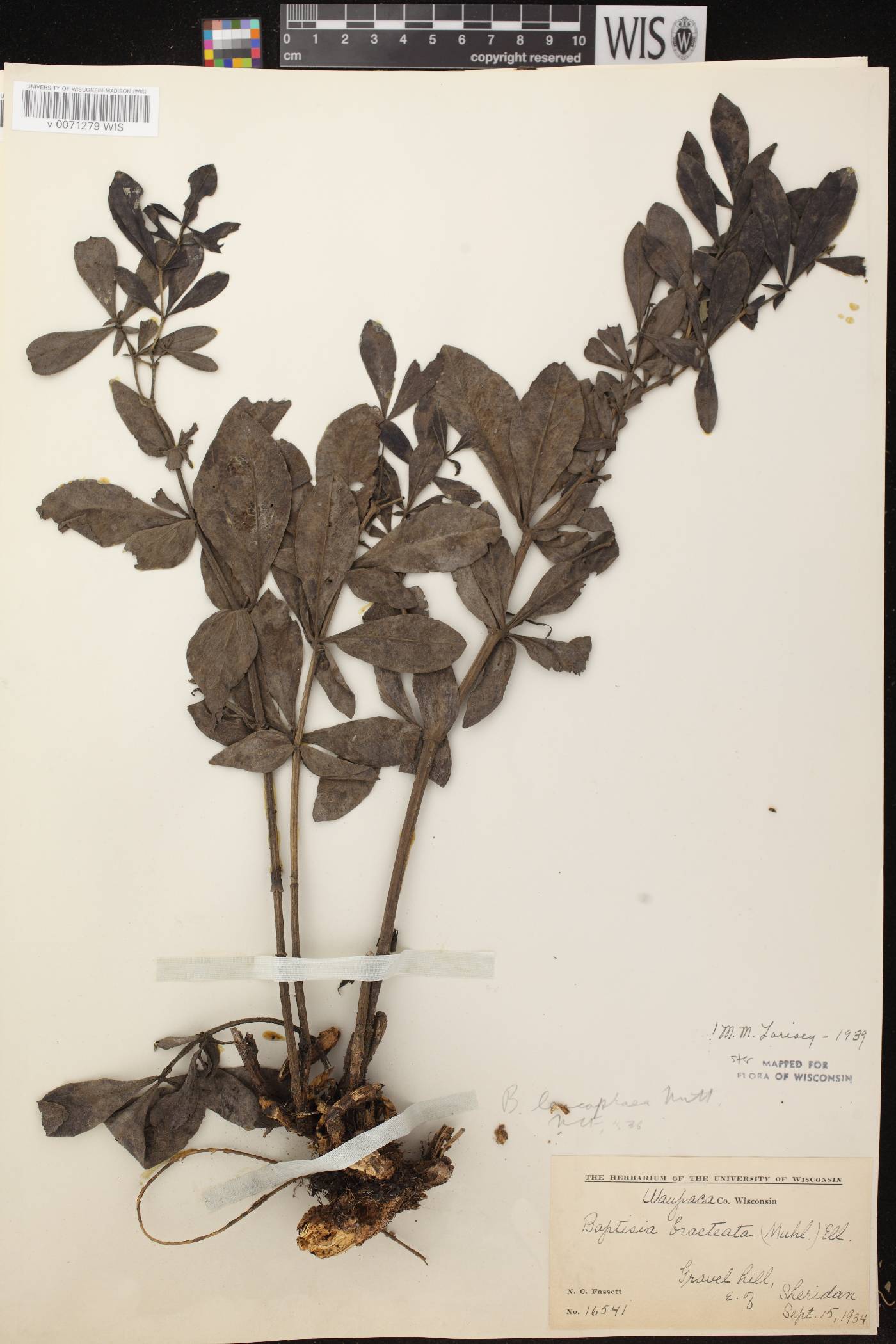 Baptisia leucophaea image