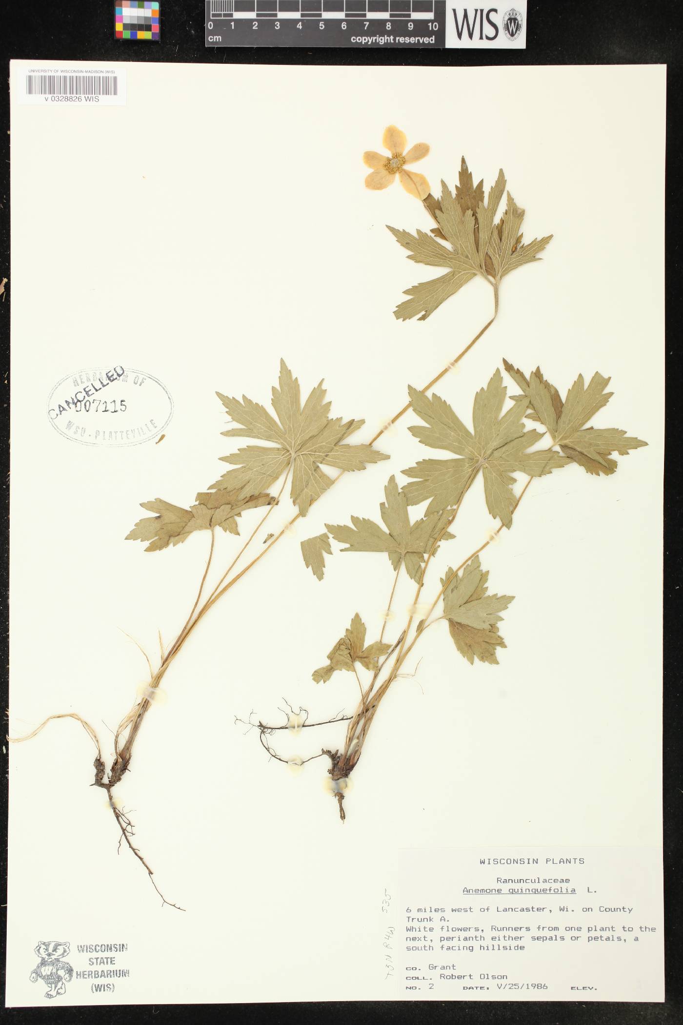 Anemone quinquefolia image