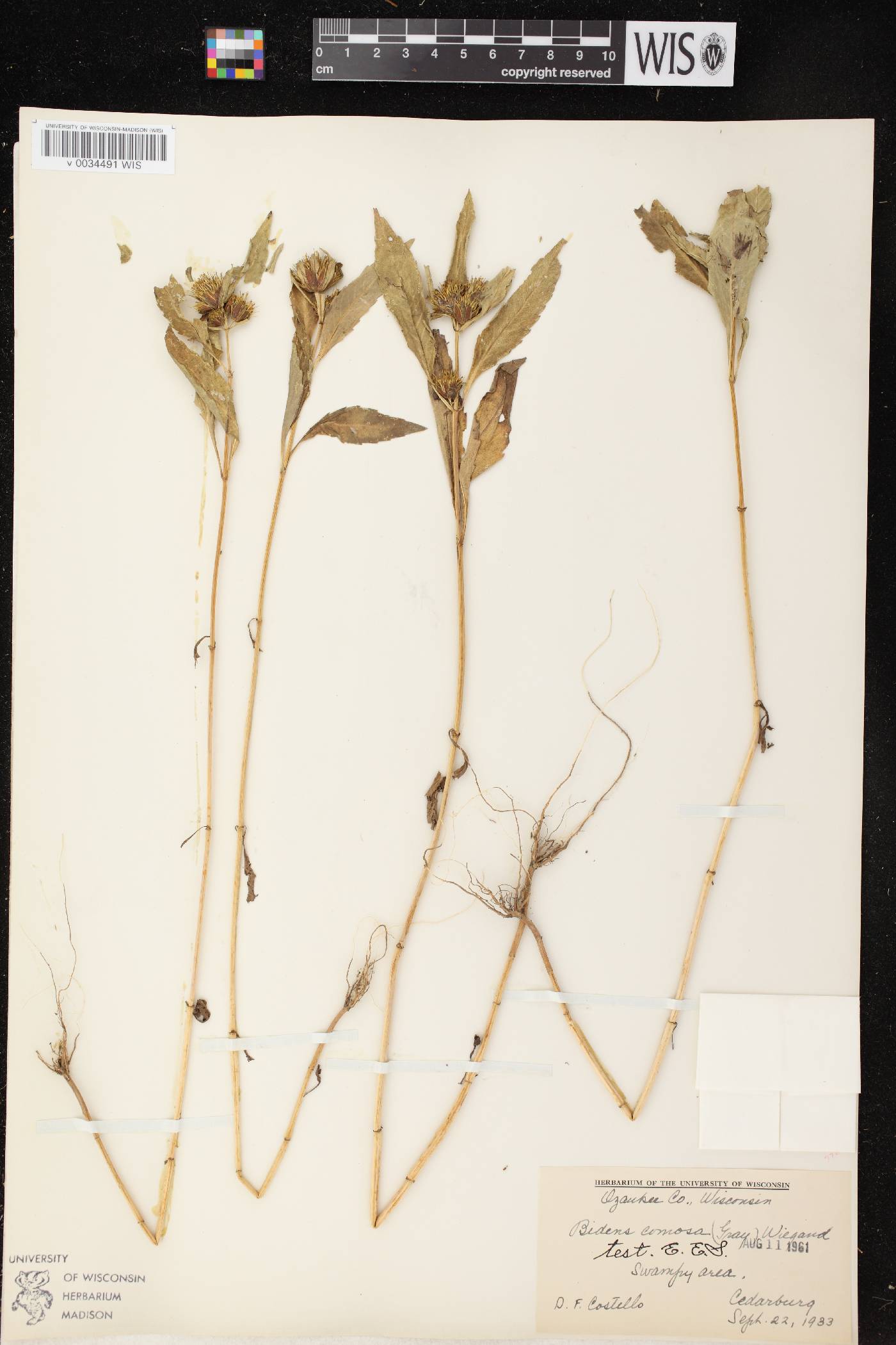 Bidens tripartita image