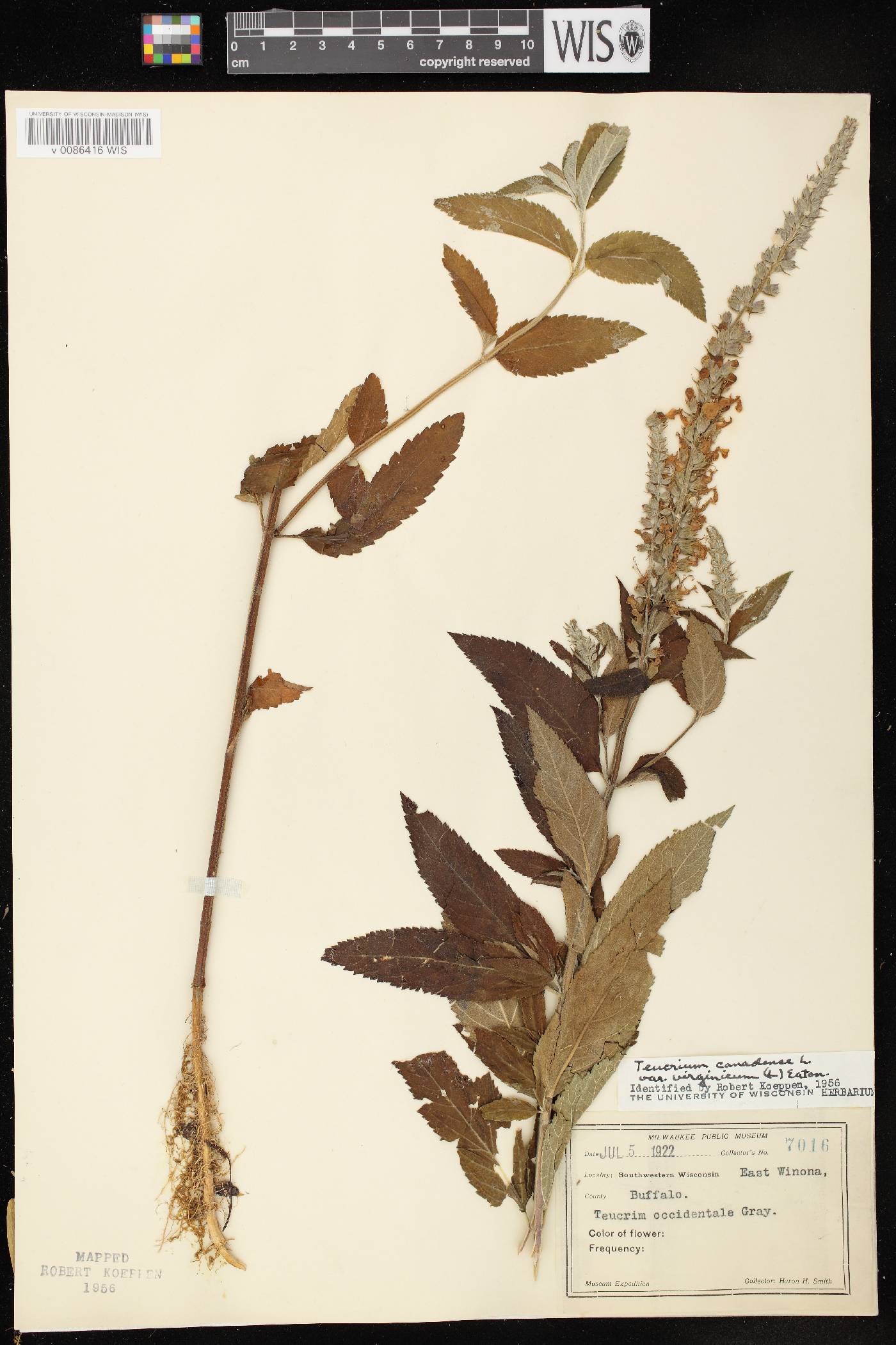 Teucrium canadense var. virginicum image