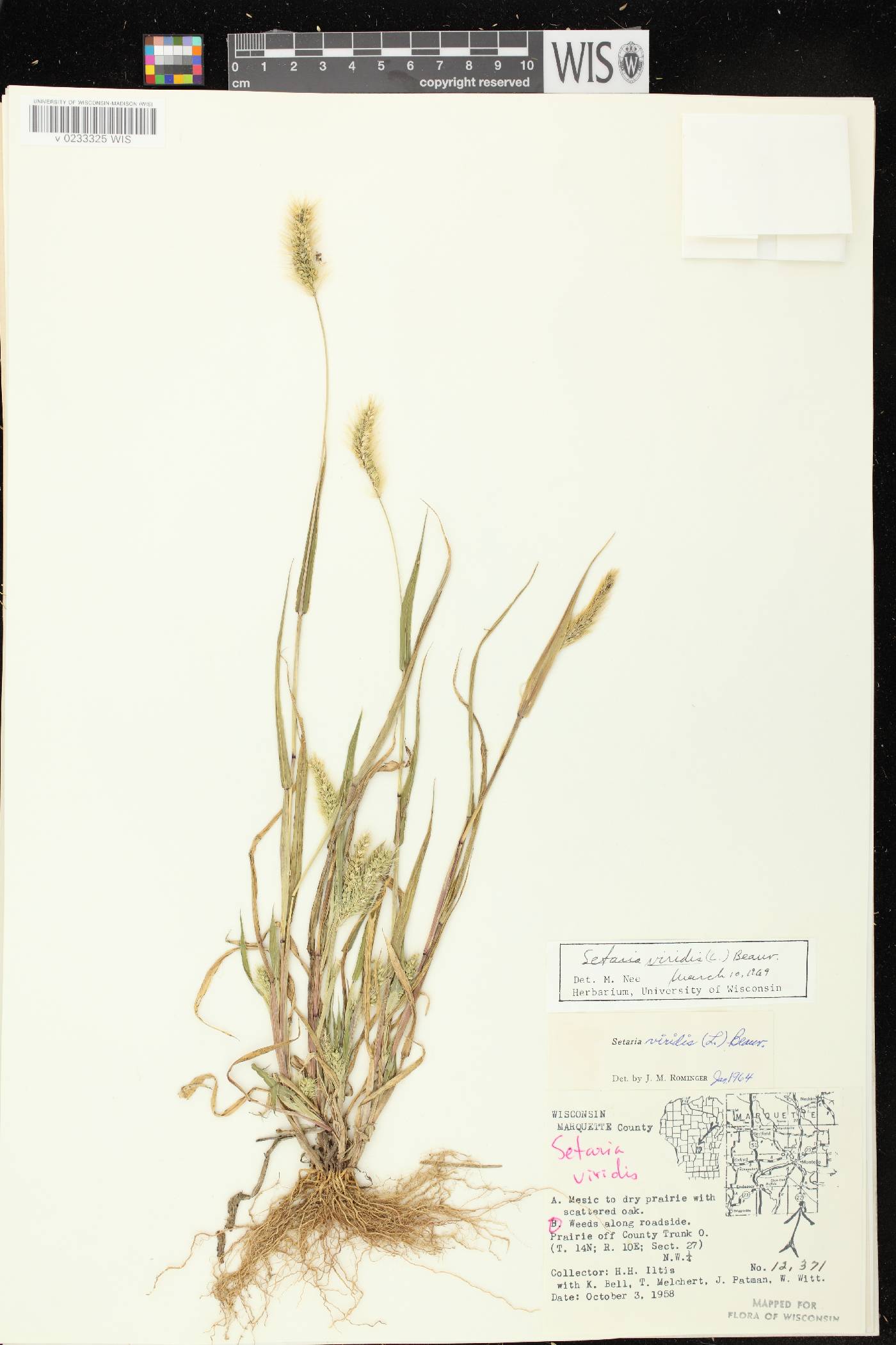 Setaria viridis var. viridis image