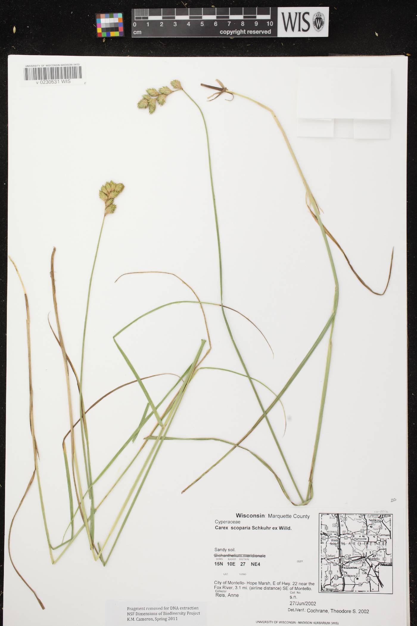 Carex scoparia var. scoparia image
