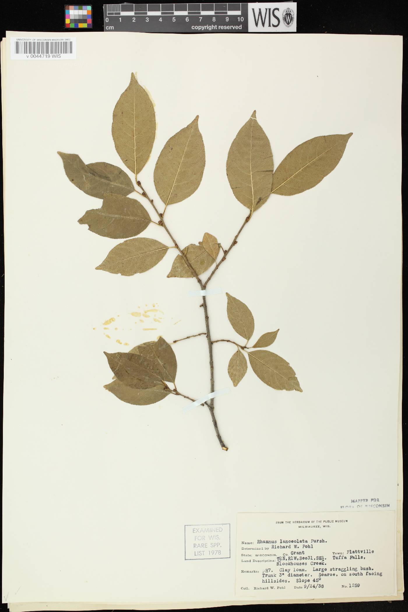 Rhamnus lanceolata image