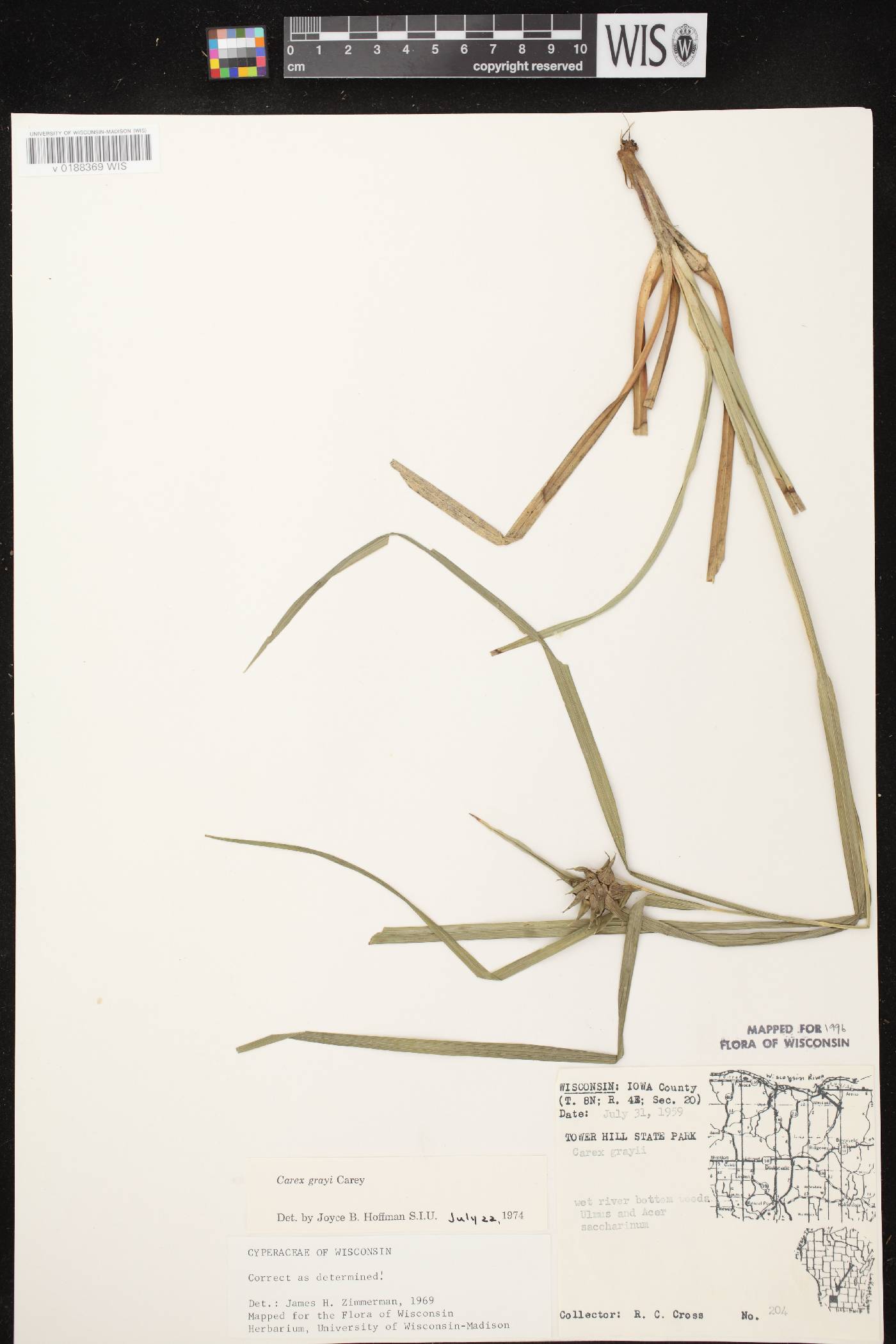 Carex grayi image