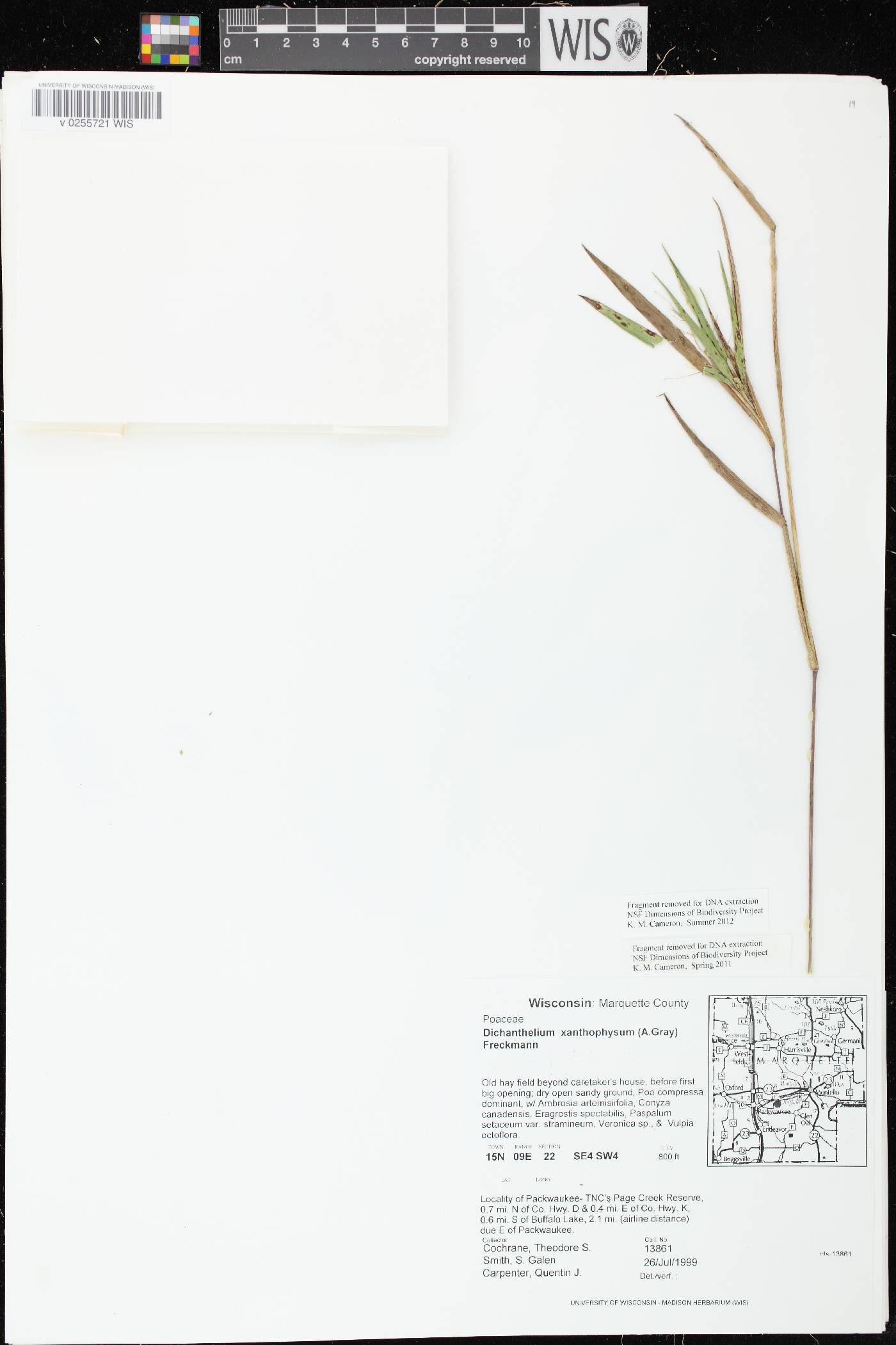 Dichanthelium xanthophysum image
