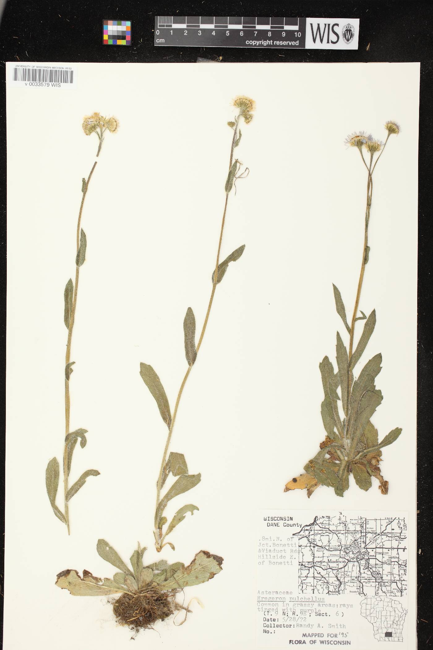 Erigeron pulchellus image