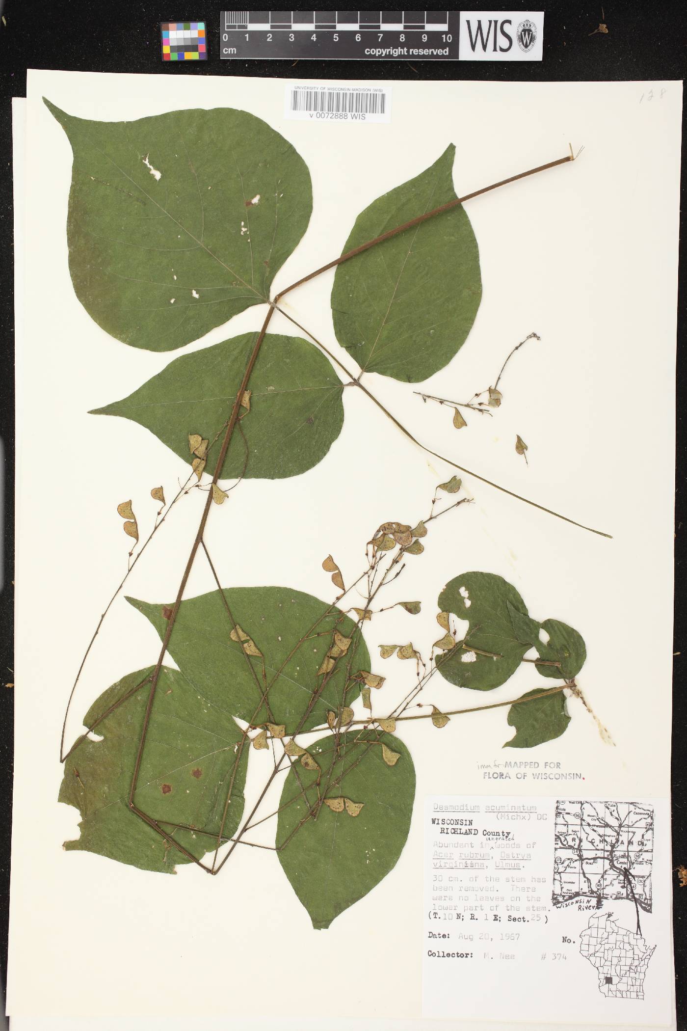 Hylodesmum glutinosum image