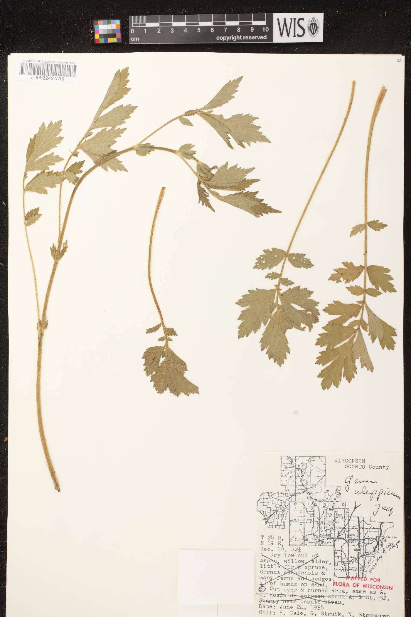 Geum aleppicum image