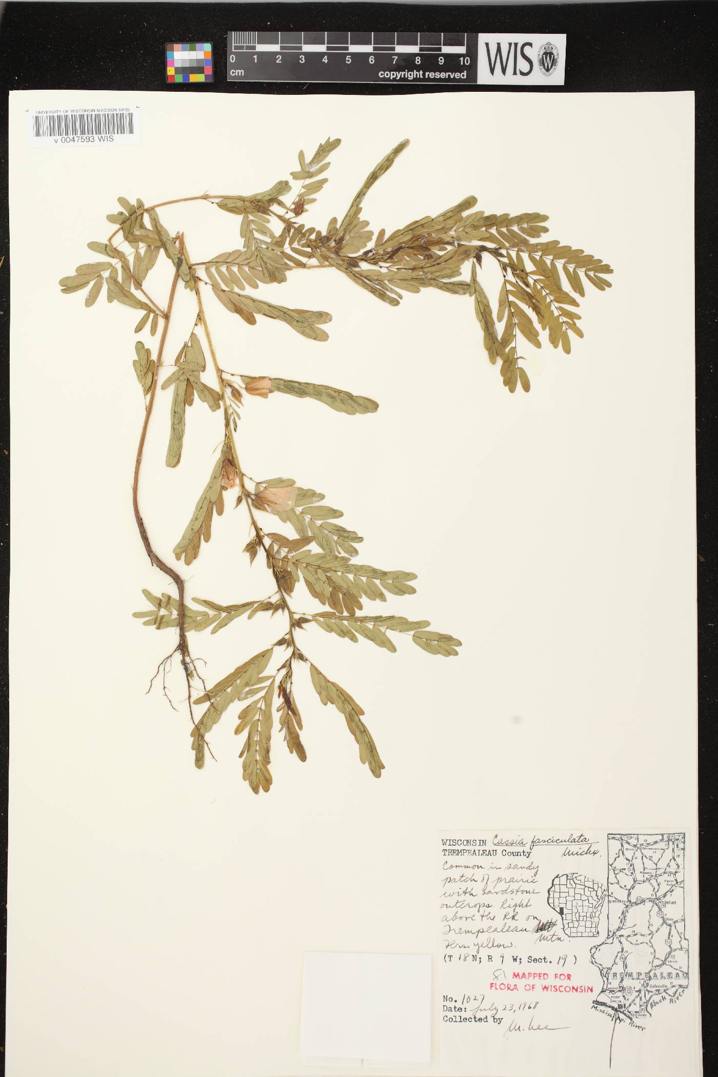 Chamaecrista fasciculata image