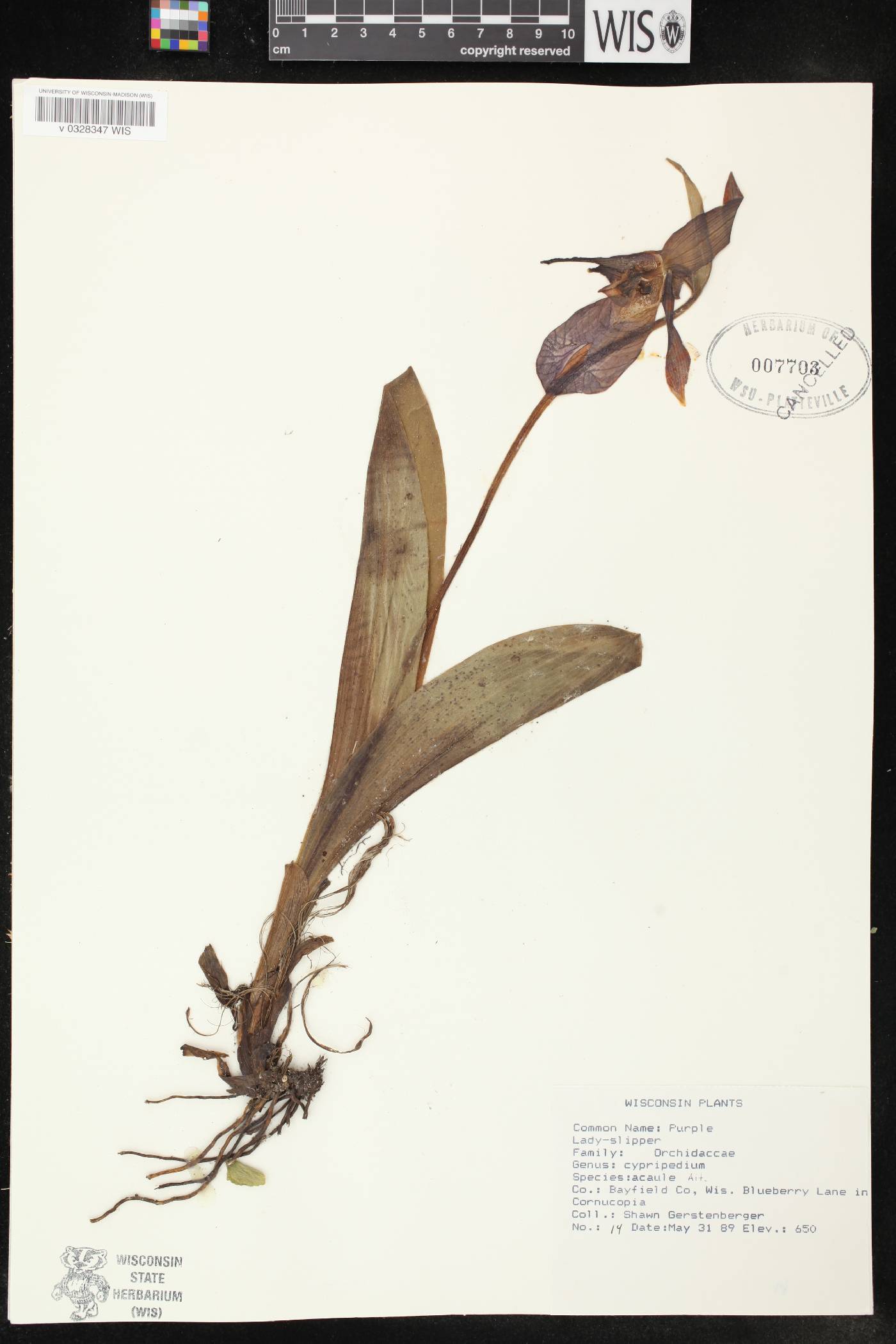 Cypripedium acaule image