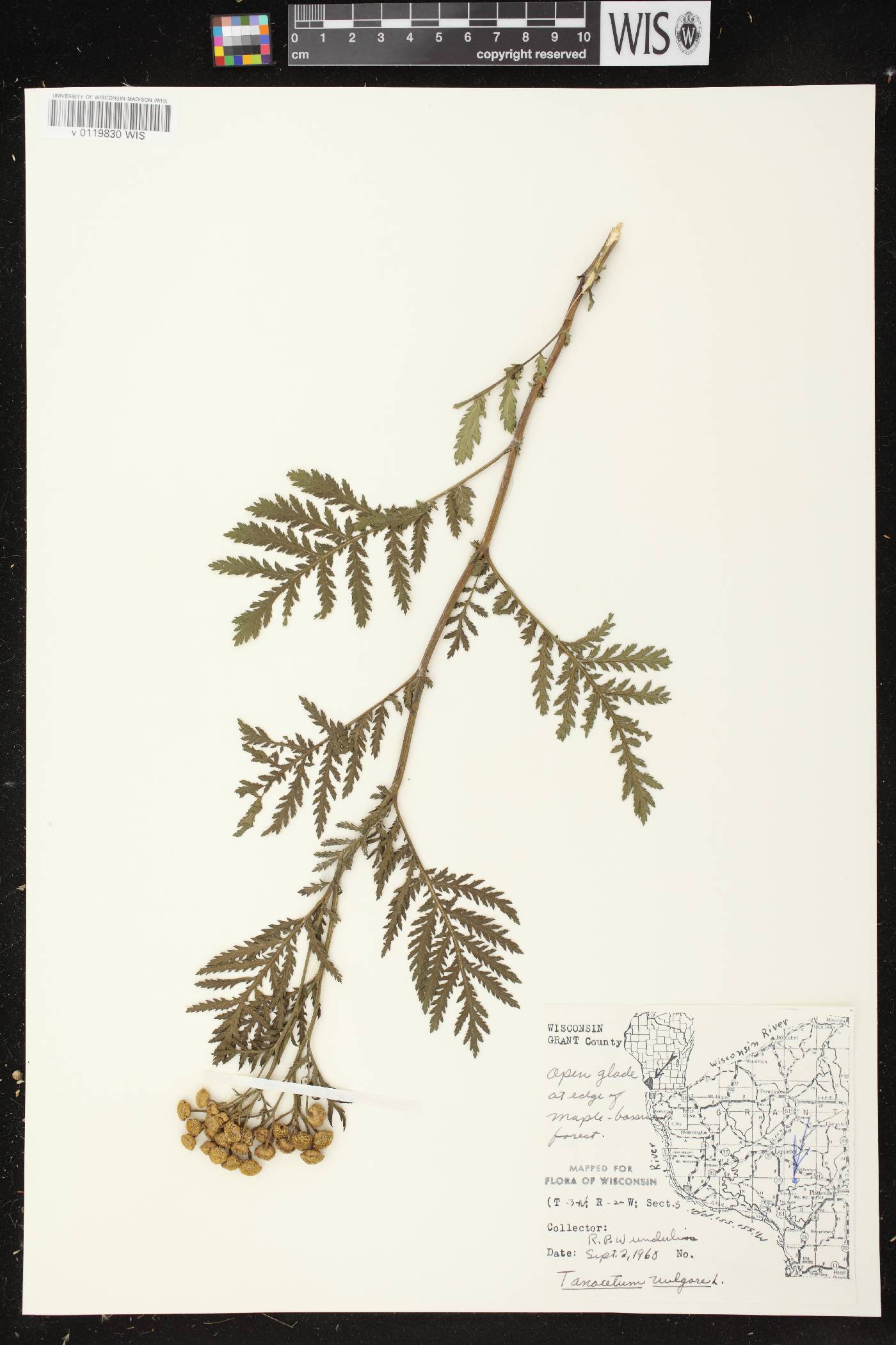 Tanacetum vulgare image