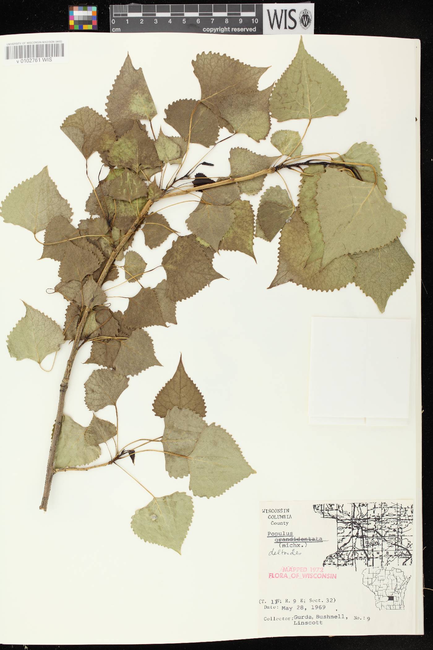 Populus deltoides subsp. monilifera image