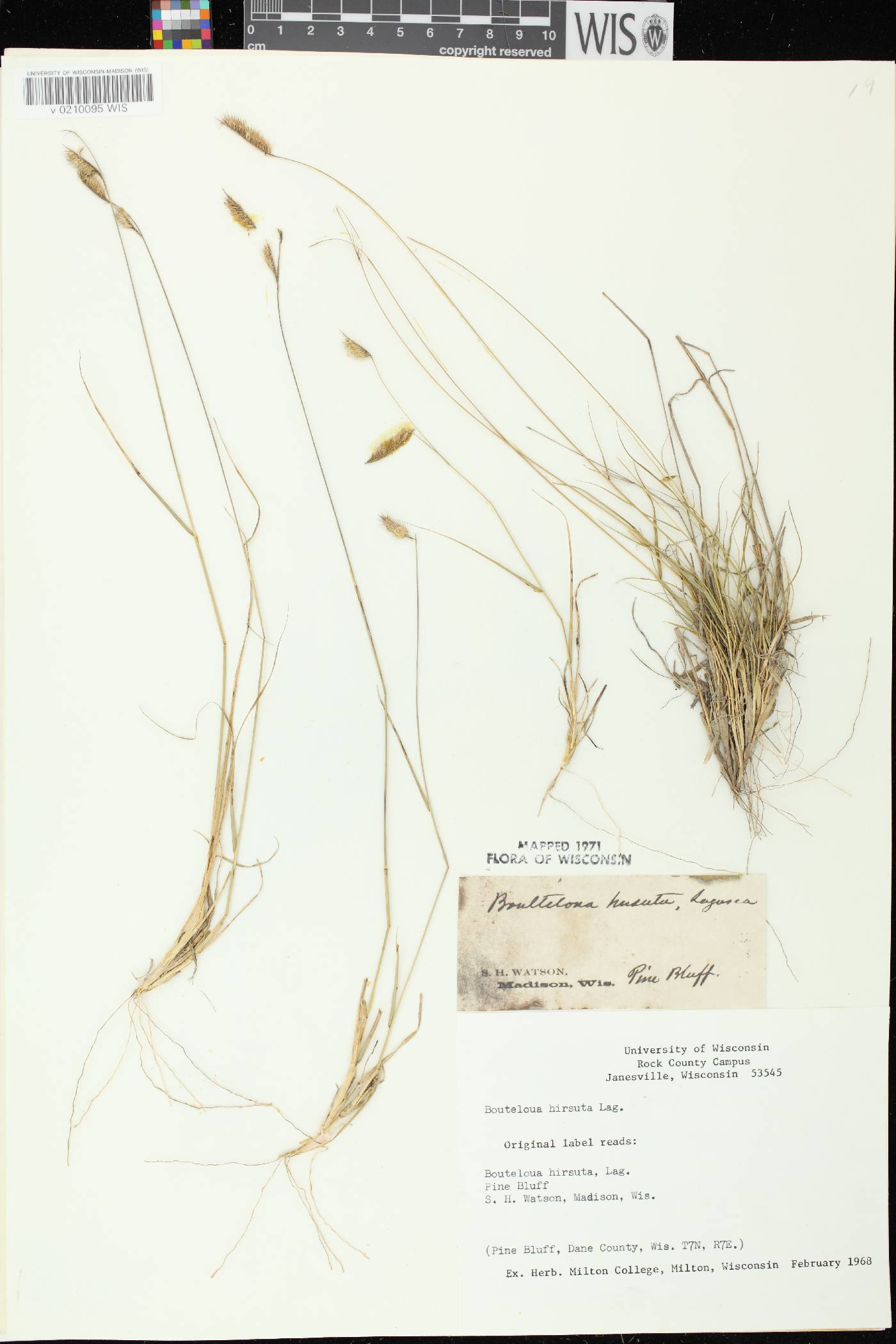 Bouteloua hirsuta subsp. hirsuta image